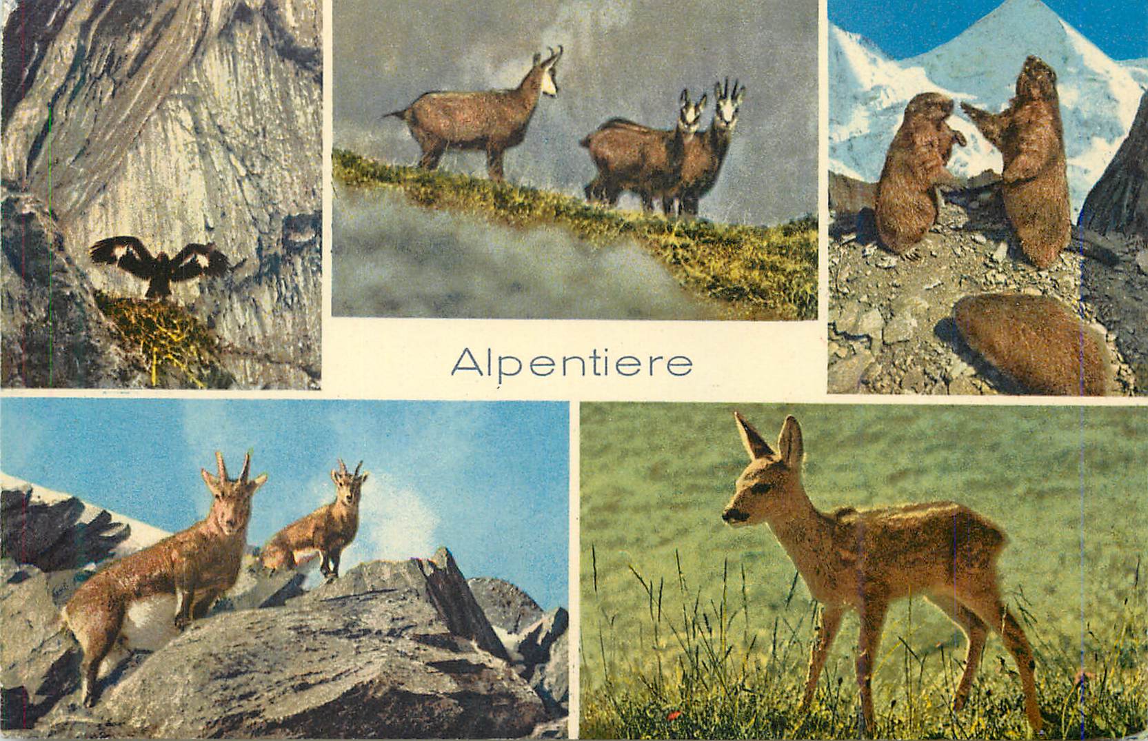 CPM Aigle chamois marmottes bouquetins chevreuil
