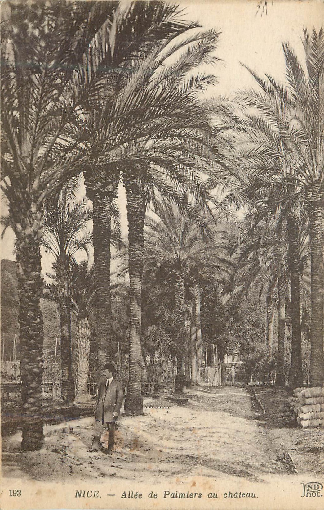 CPA Nice allee de palmiers au chateau