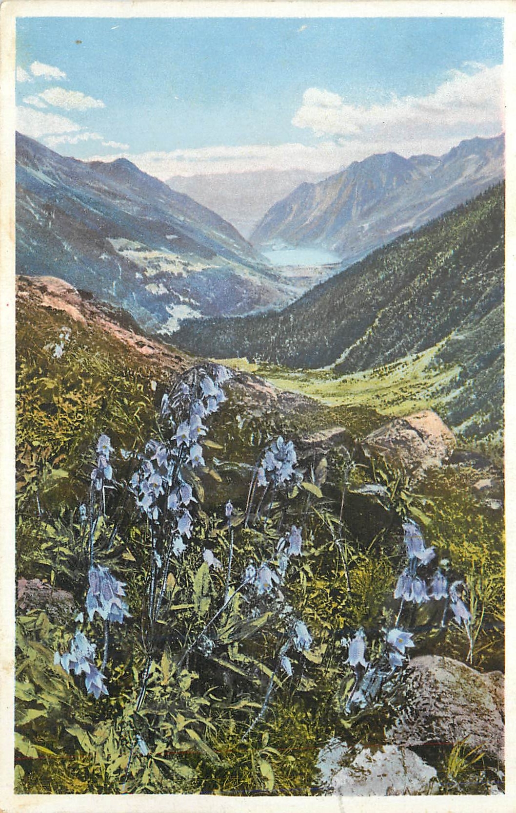 CPA Campanula barbata (Bartige glochenblume) aui der alp grun (engadin)