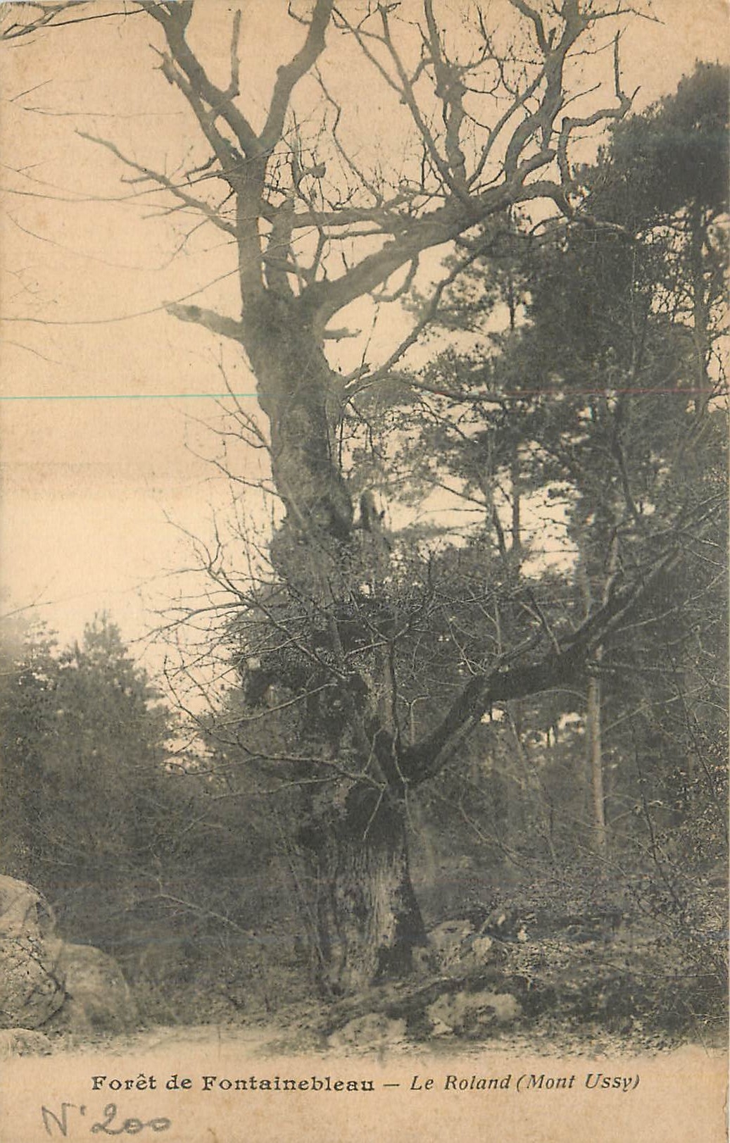 Forêt de Fontainebleau — Le Roland (Mont Ussy) — N°200