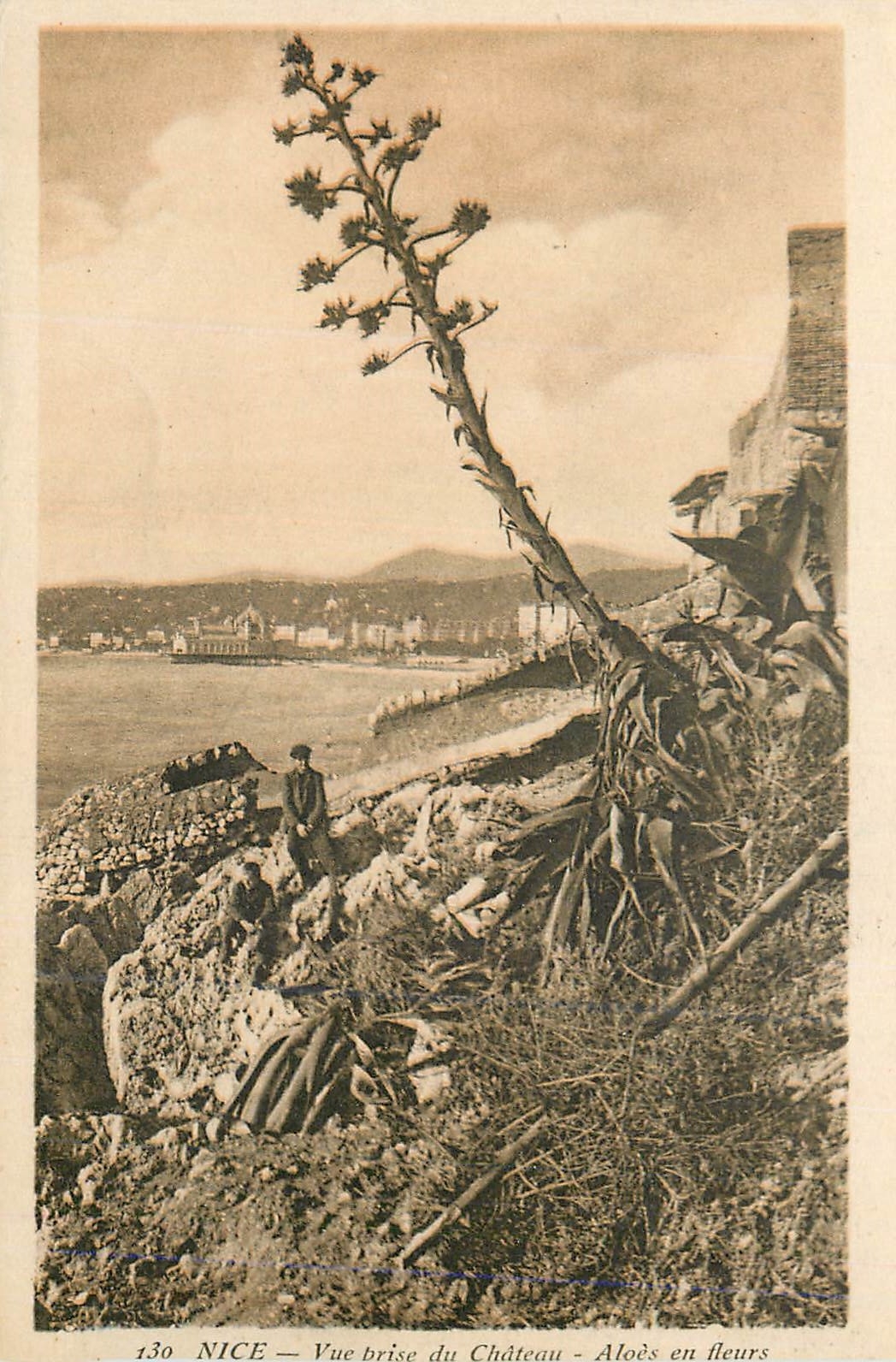 CPA Nice Vue Brise du Chateau Aloes en Fleurs
