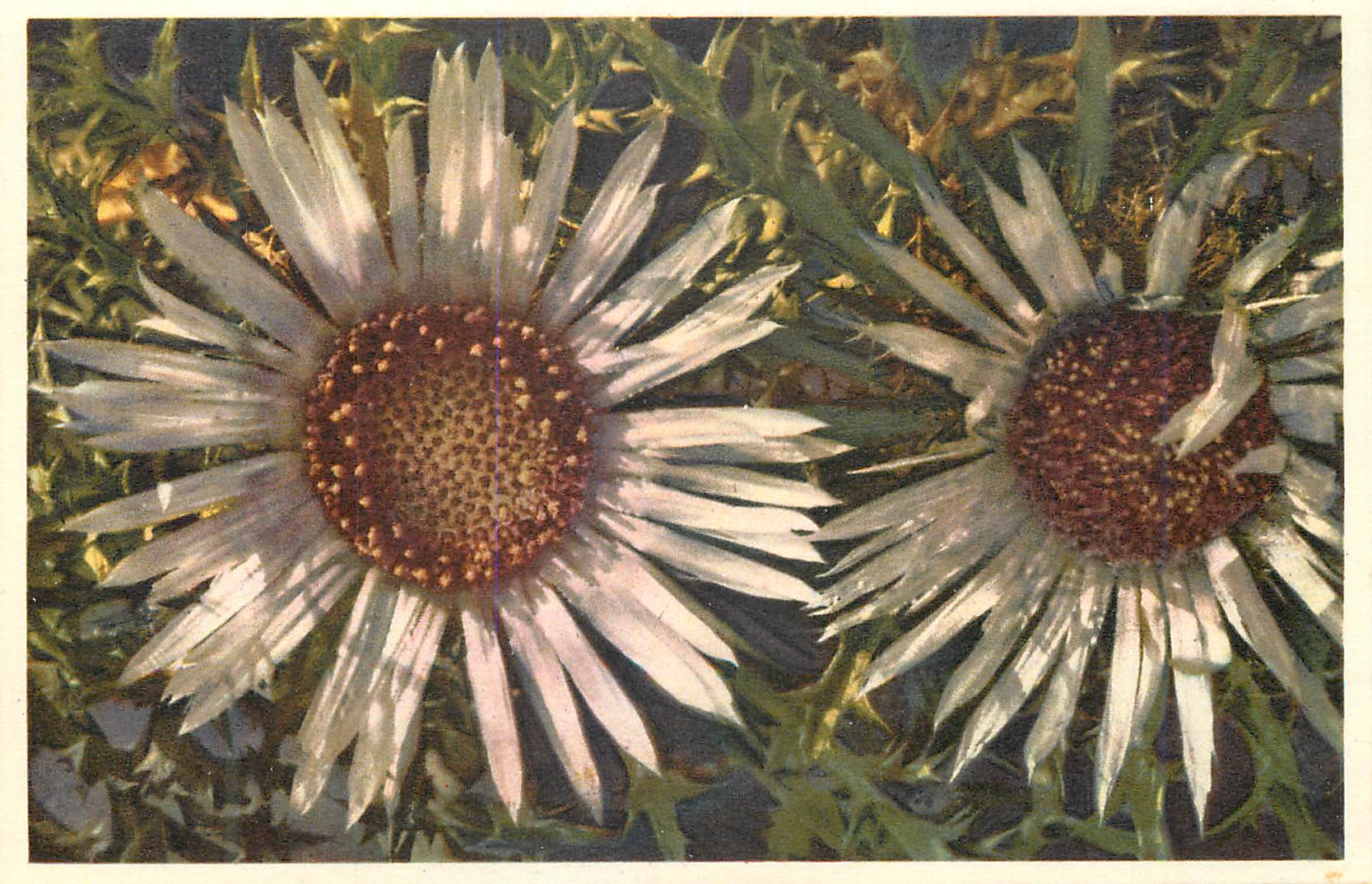 CPA Chardon d'Argent Silver Thistle