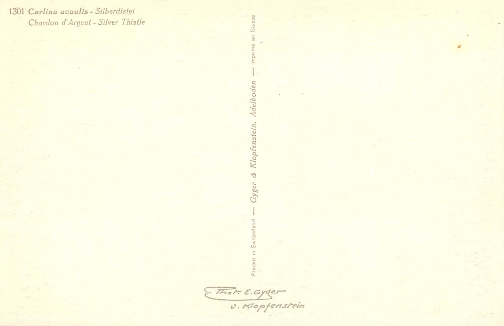 CPA Chardon d'Argent Silver Thistle — Verso