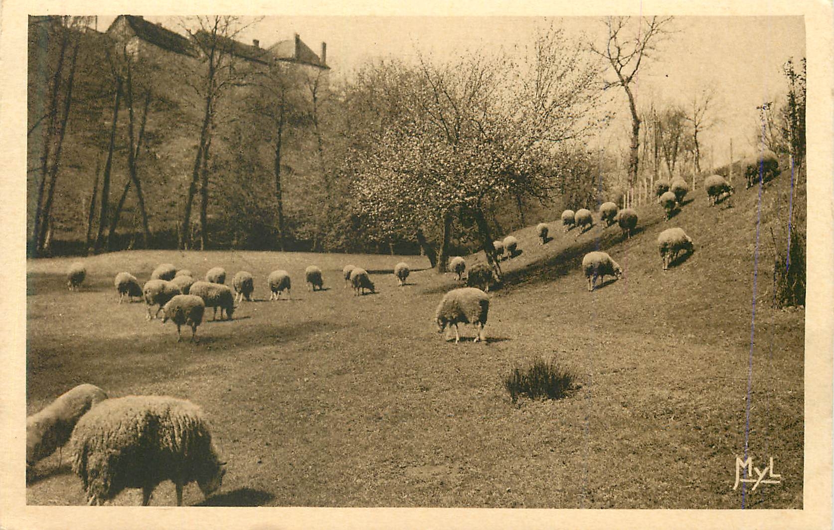CPA Notre Belle Campagne Moutons au Paturage
