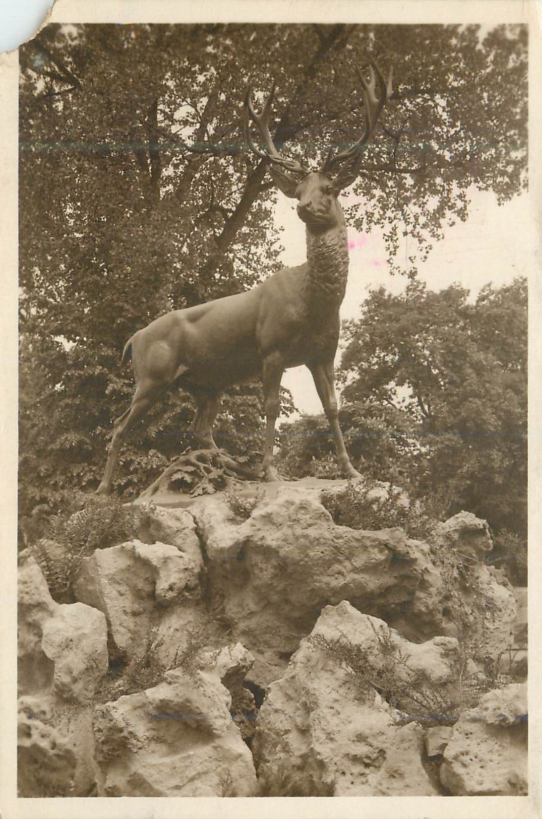 CPA le Vesinet (S O) Cerf du Rond Point Royal