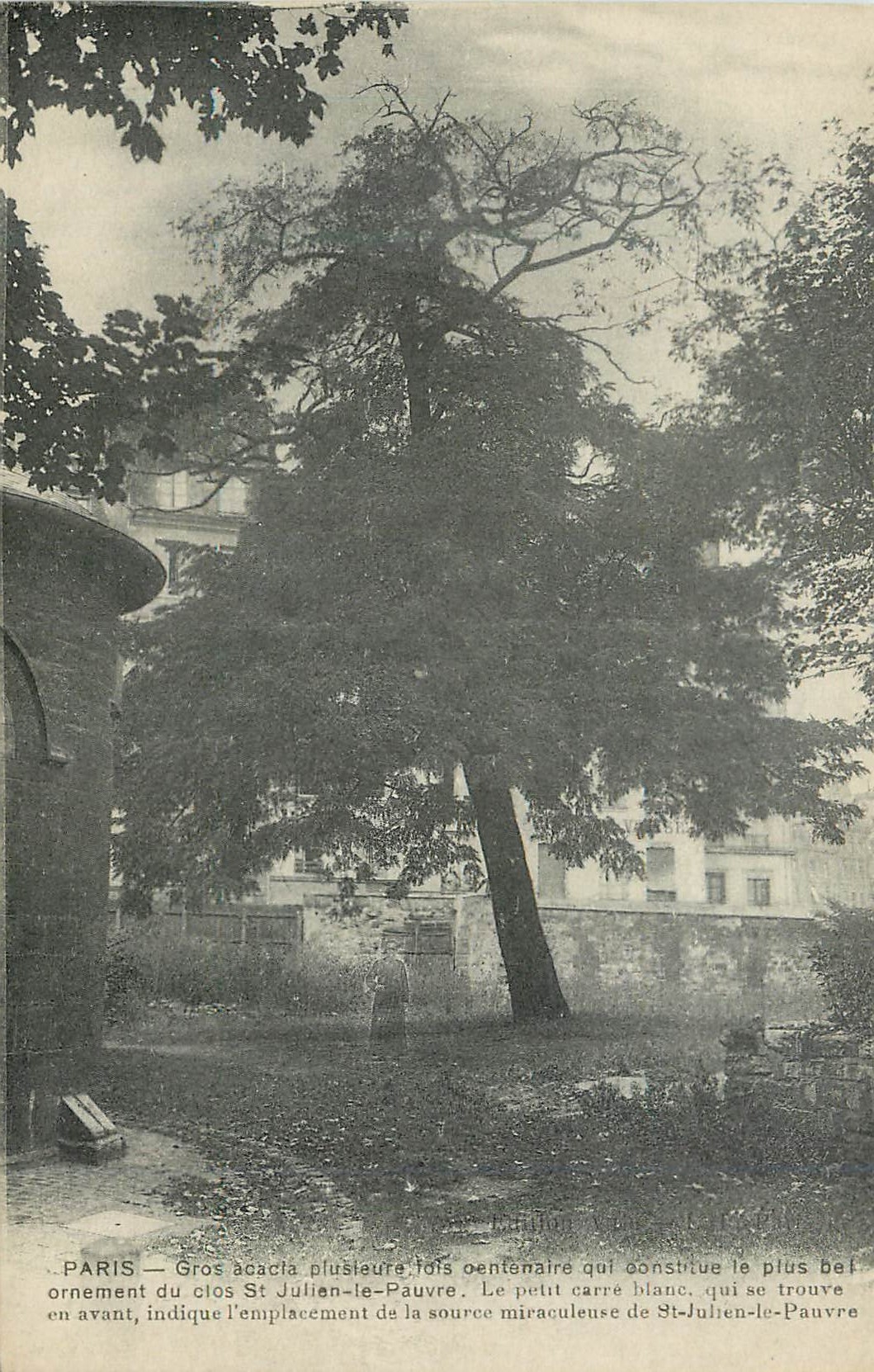 CPA Paris Gros Acacia  PLusieurs fois Centenaire qui Constitue le Plus bel Ornement du Clos St Julien le Pauvre