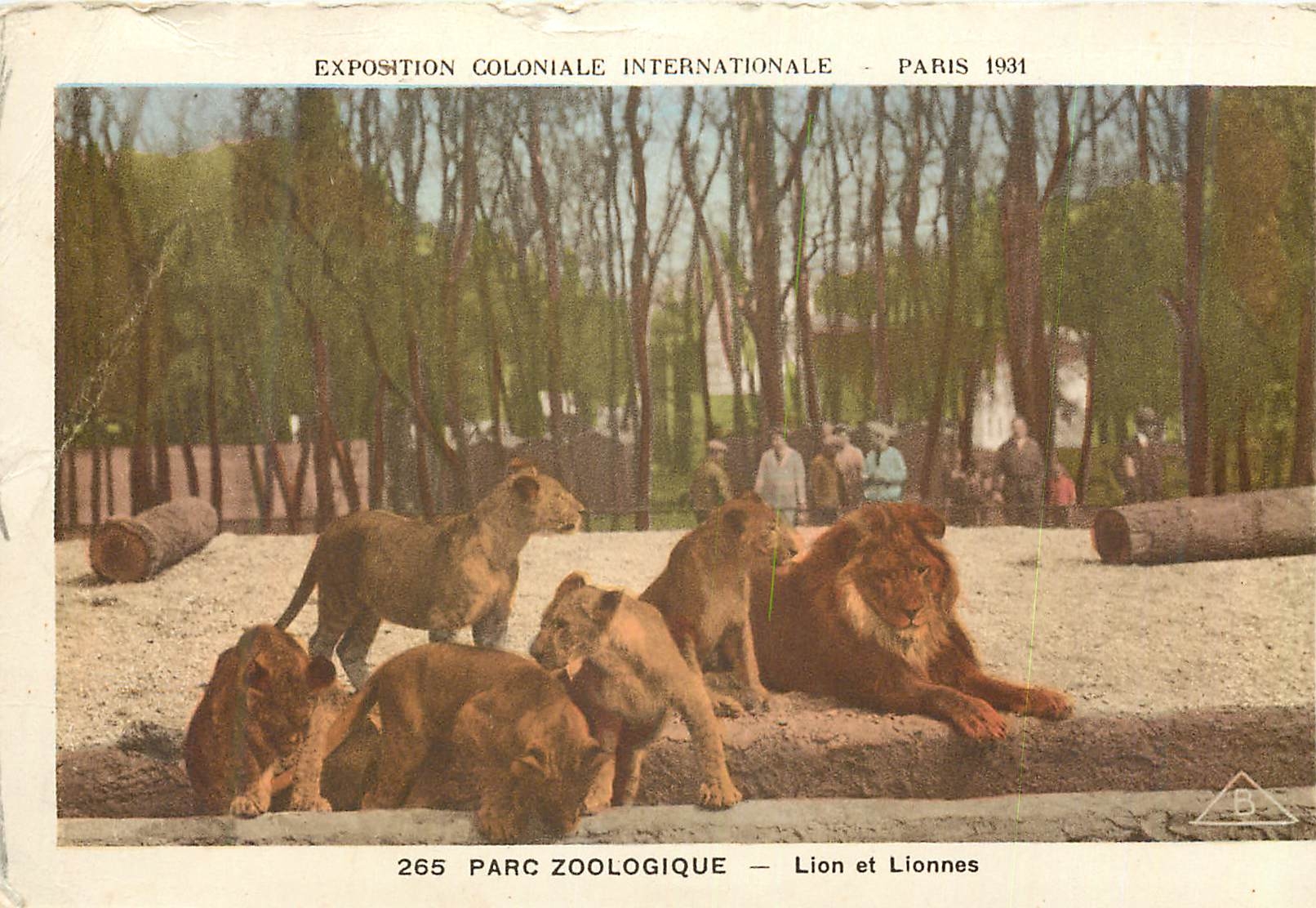 CPA Exposition Coloniale Internationale Paris 1931 Parc Zoologique Lion et Lionnes