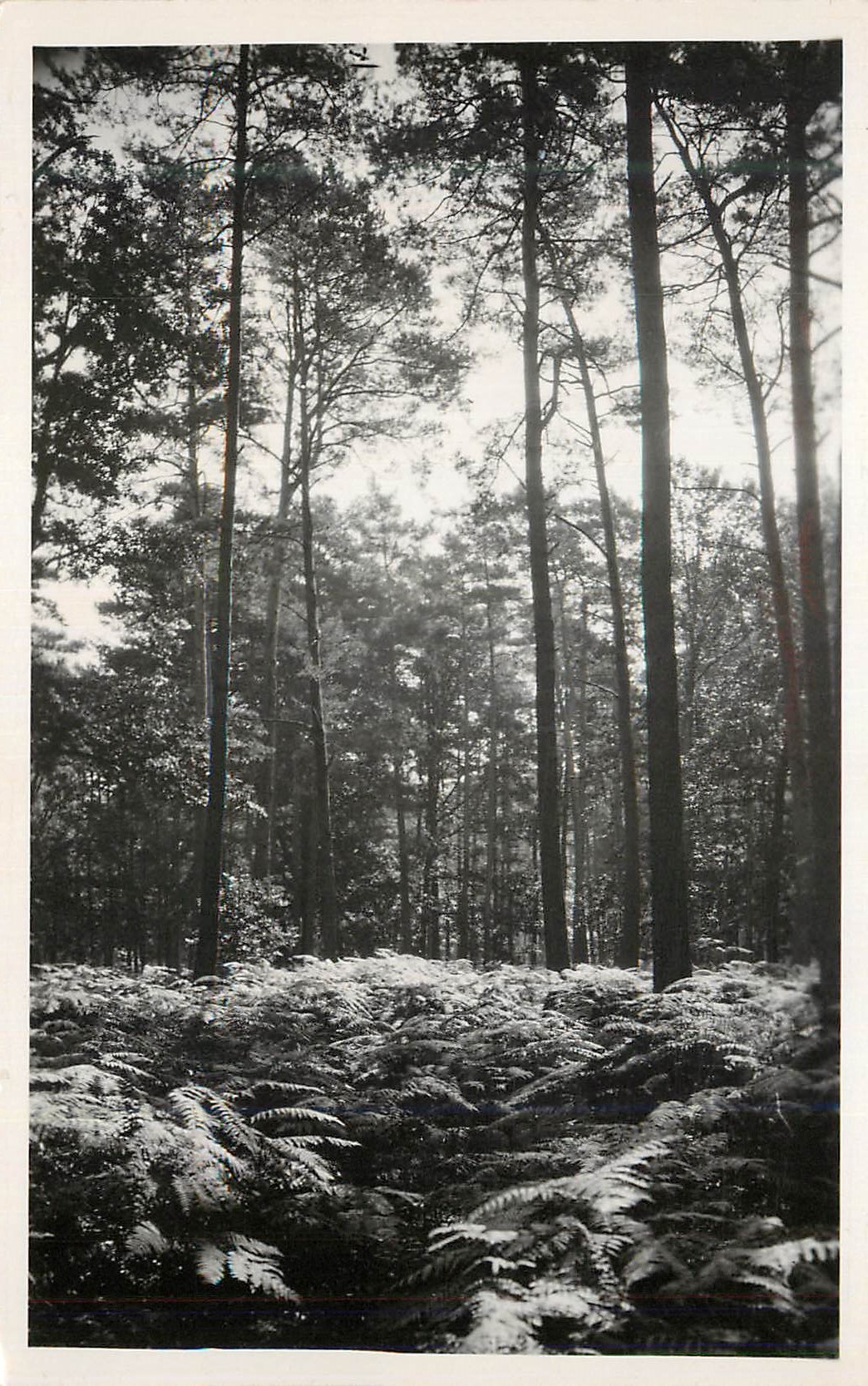 CPM Foret de rambuillet sous bois