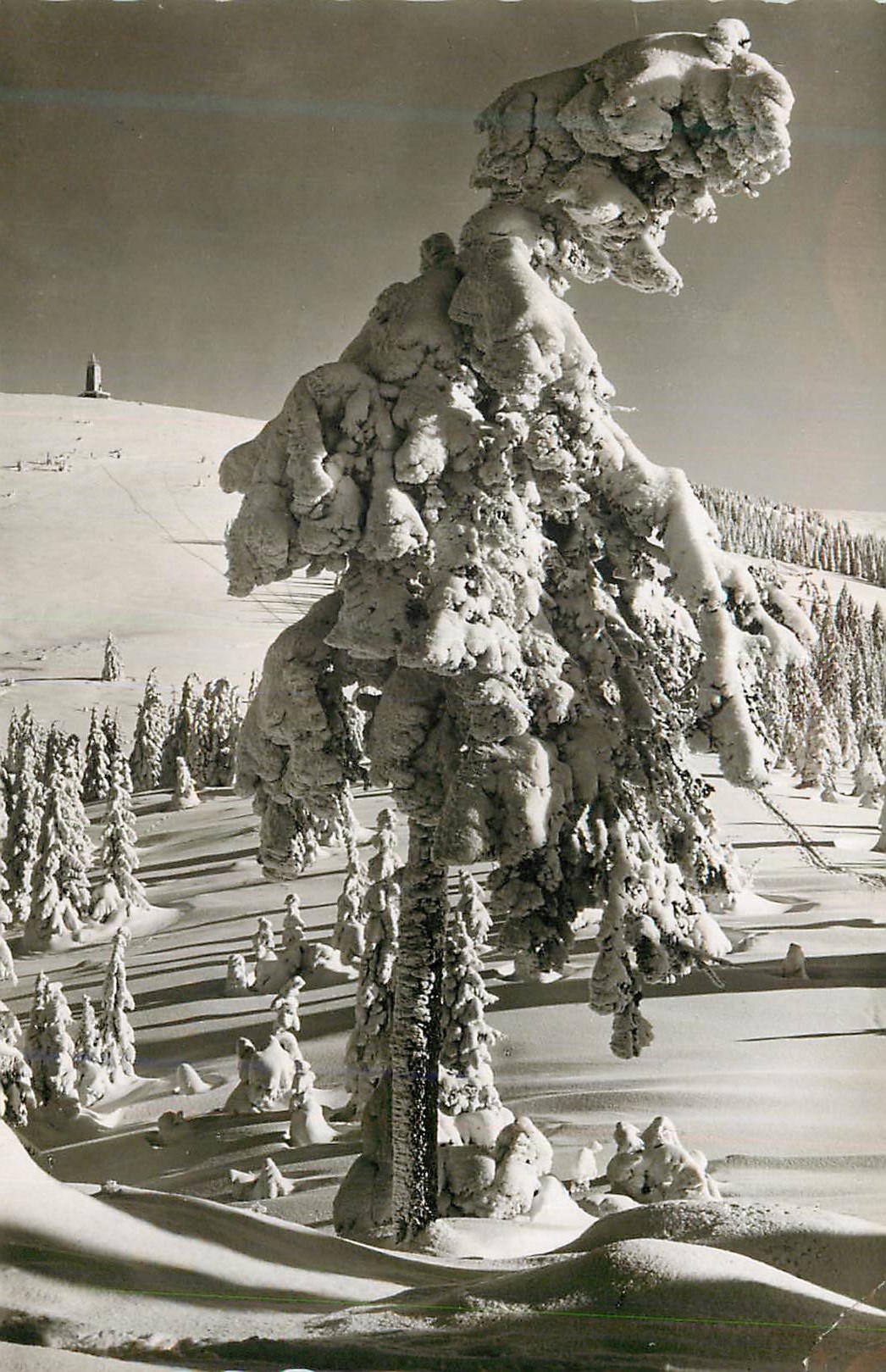 CPM Arbre sous la neige