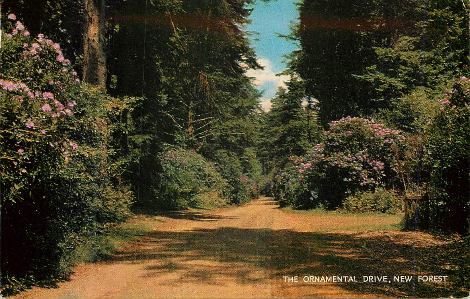 CPM The ornamental drive new forest
