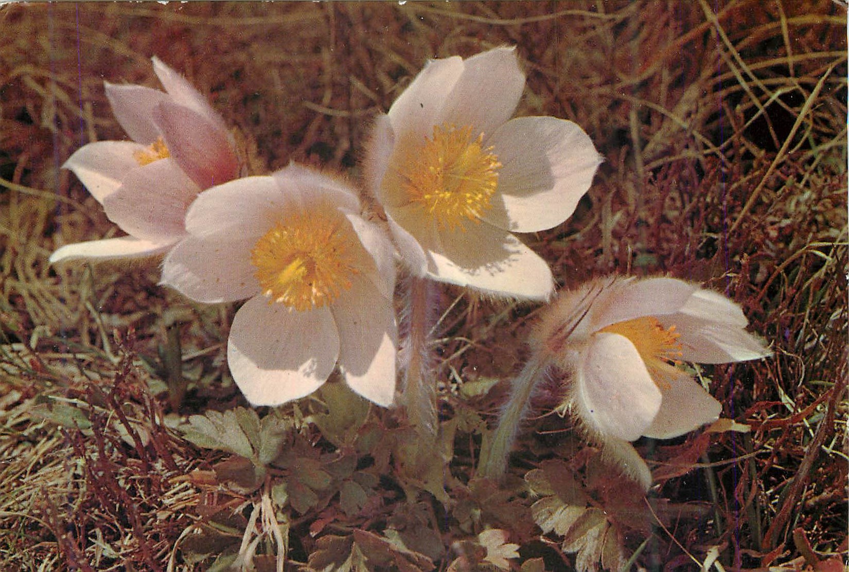 CPM Anemone Vernalis L Anemone des neiges