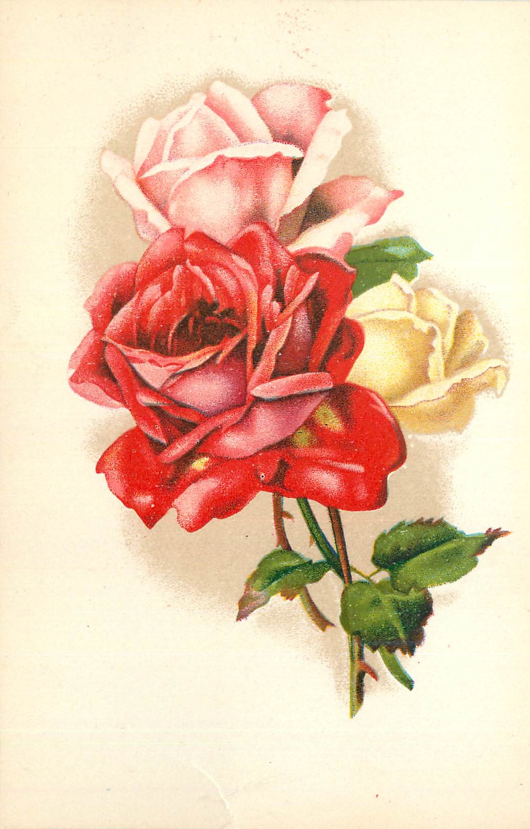 CPA Fleurs