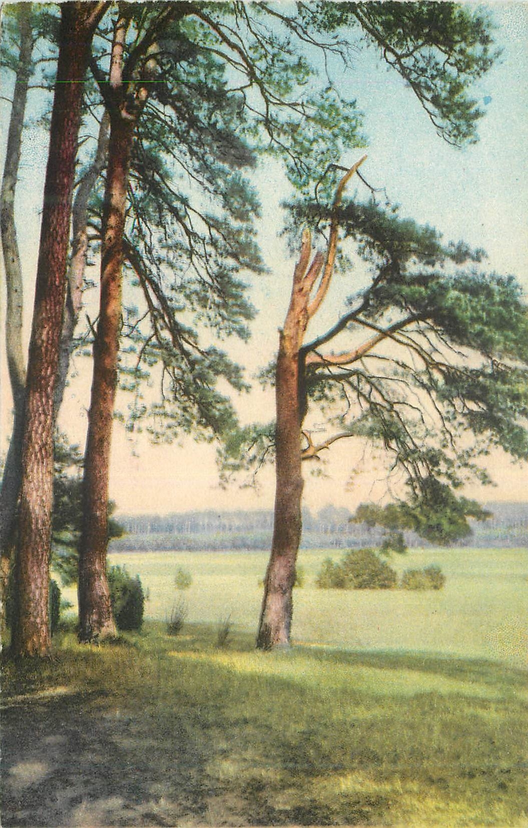 CPA Arbres