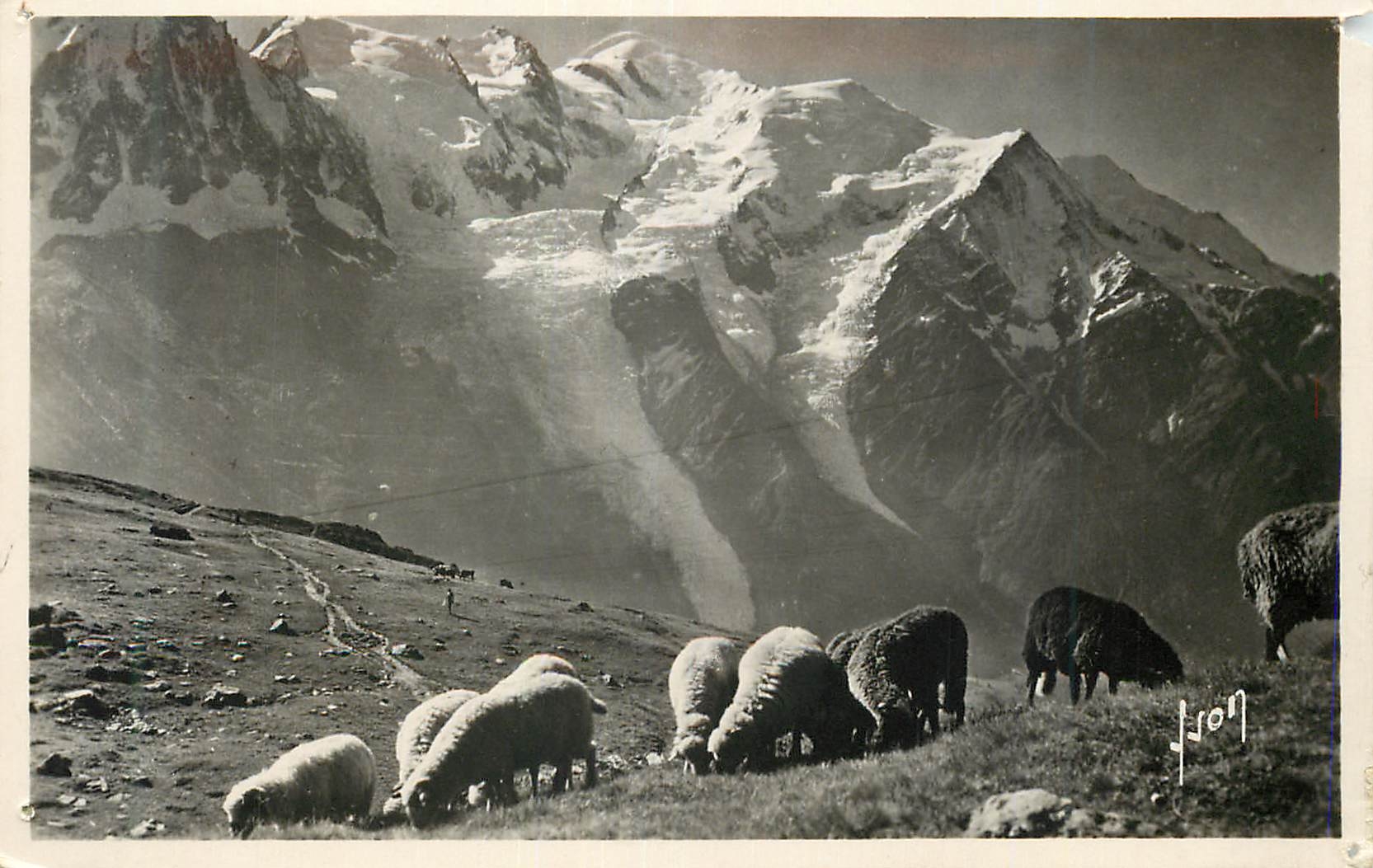 CPM Chamonix (Hte Savoie) La Chaine du Mont Blanc Vue Du Planpraz Moutons