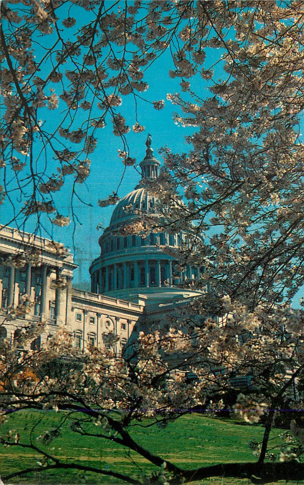 CPM the United States Capitol at Cherry Blossom Time Whashington DC