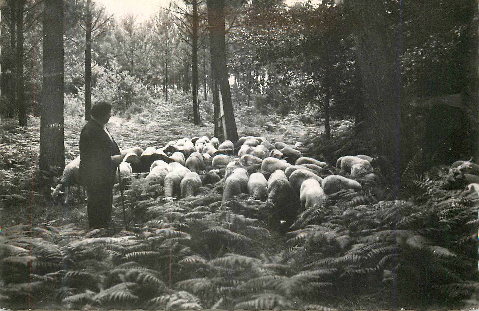 Pâturage dans la forêt — Arès (Gironde) — Éditions Veyrines-Française Rouleau