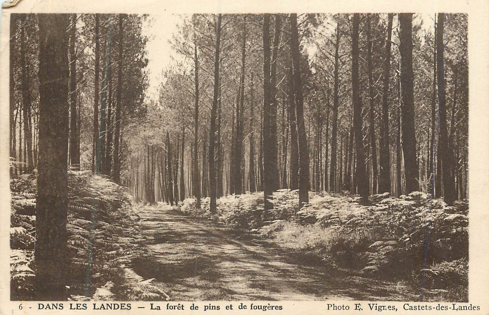 Dans les Landes — La forêt de pins et de fougères — Photo E. Vignères, Castets-des-Landes