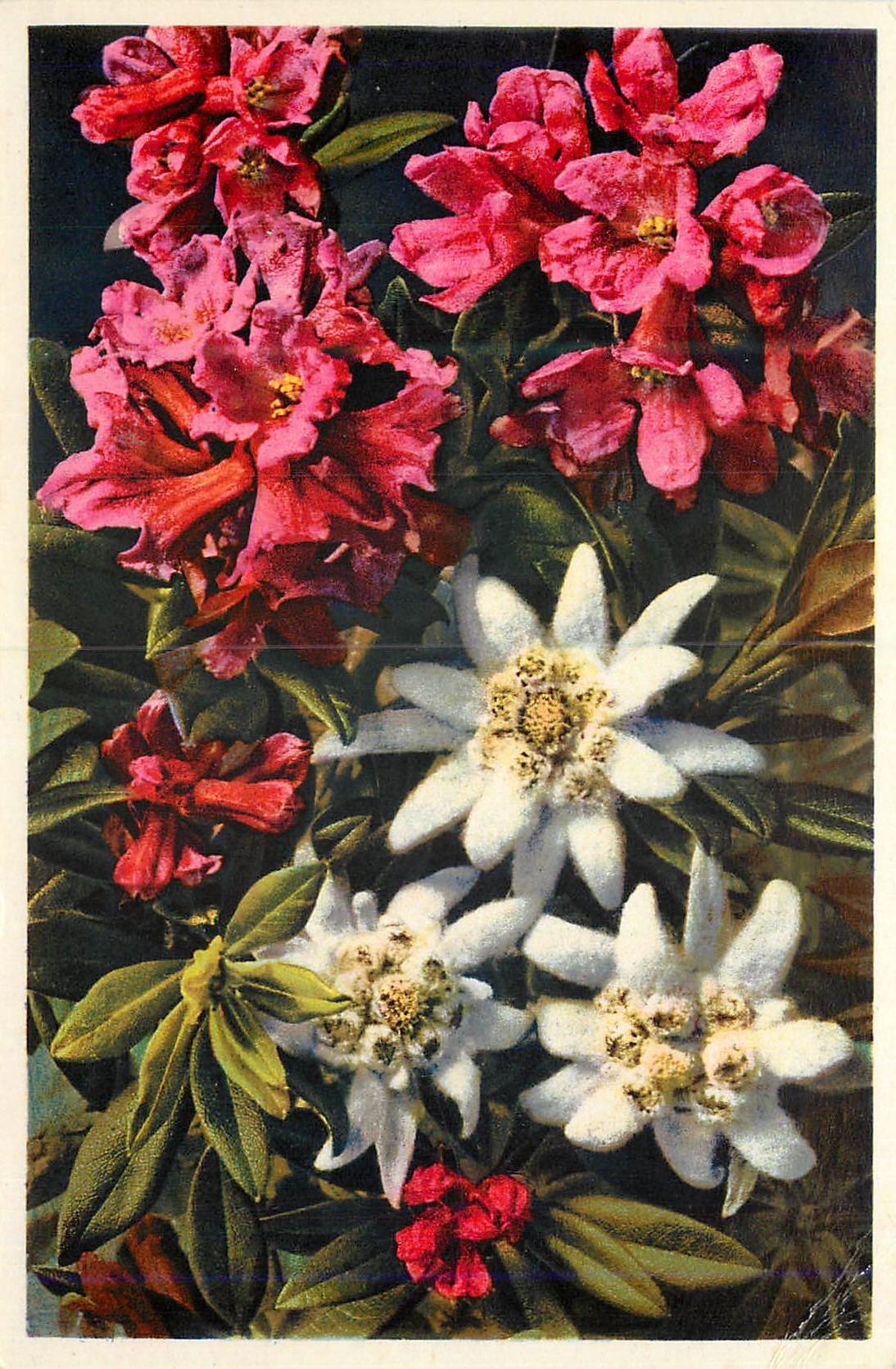 CPA Rhododendrom Ferrugineux Rododendro Rusly icaved Alpine Rose