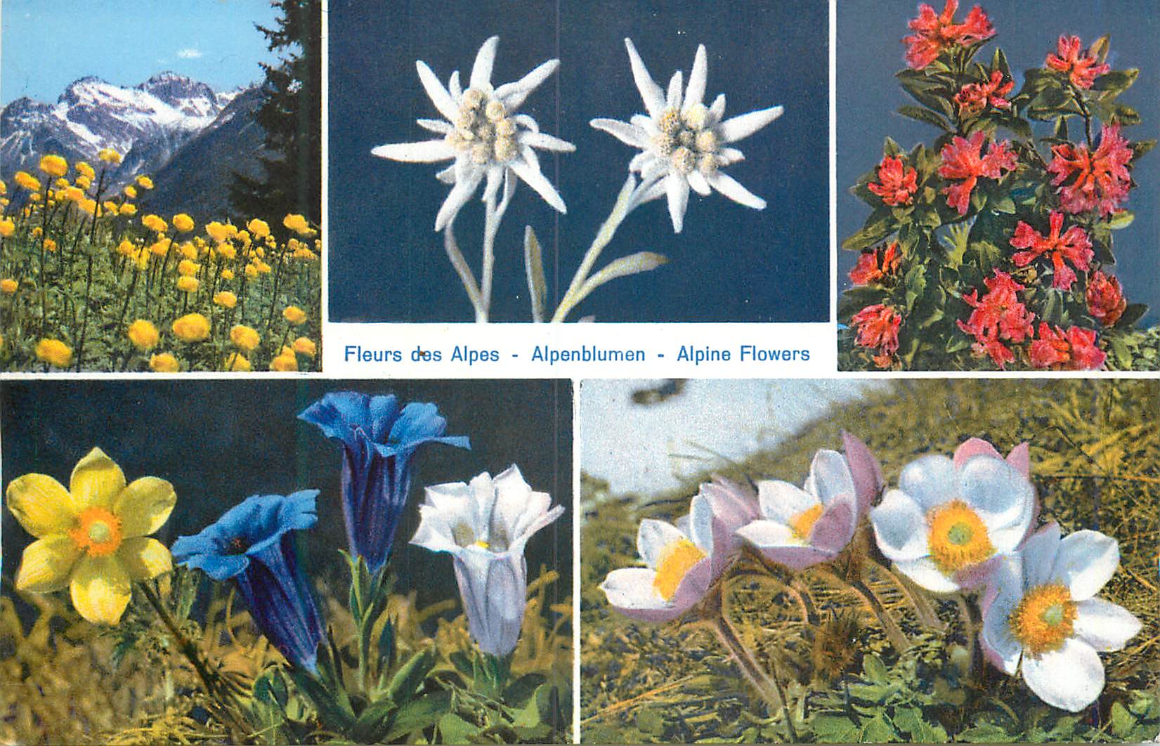 CPA Fleurs des Alpes Anemones des Alpes