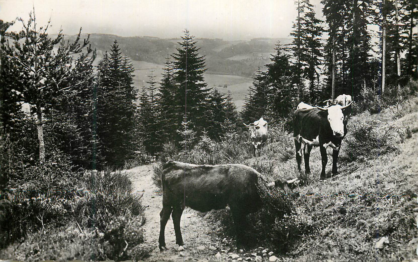 CPM Scenes Champetres Paturages dans les Bois Vaches