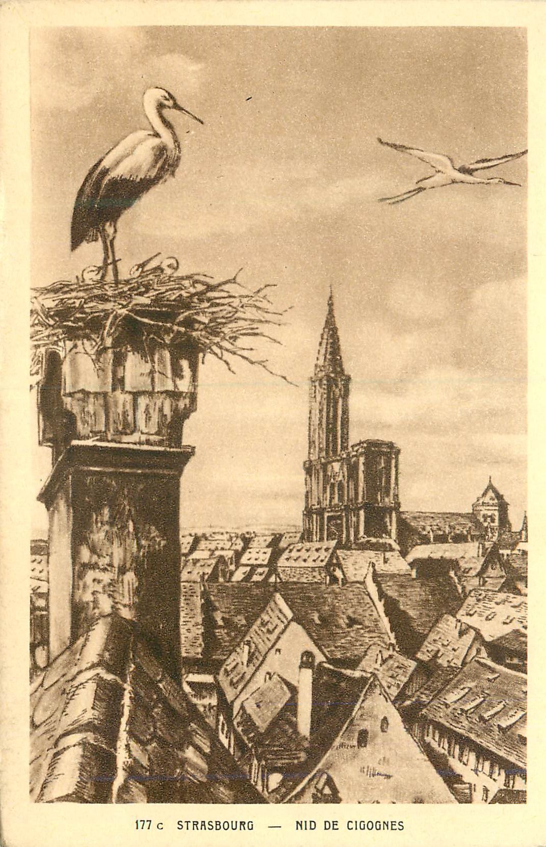 CPA Strasbourg Nid de Cigognes