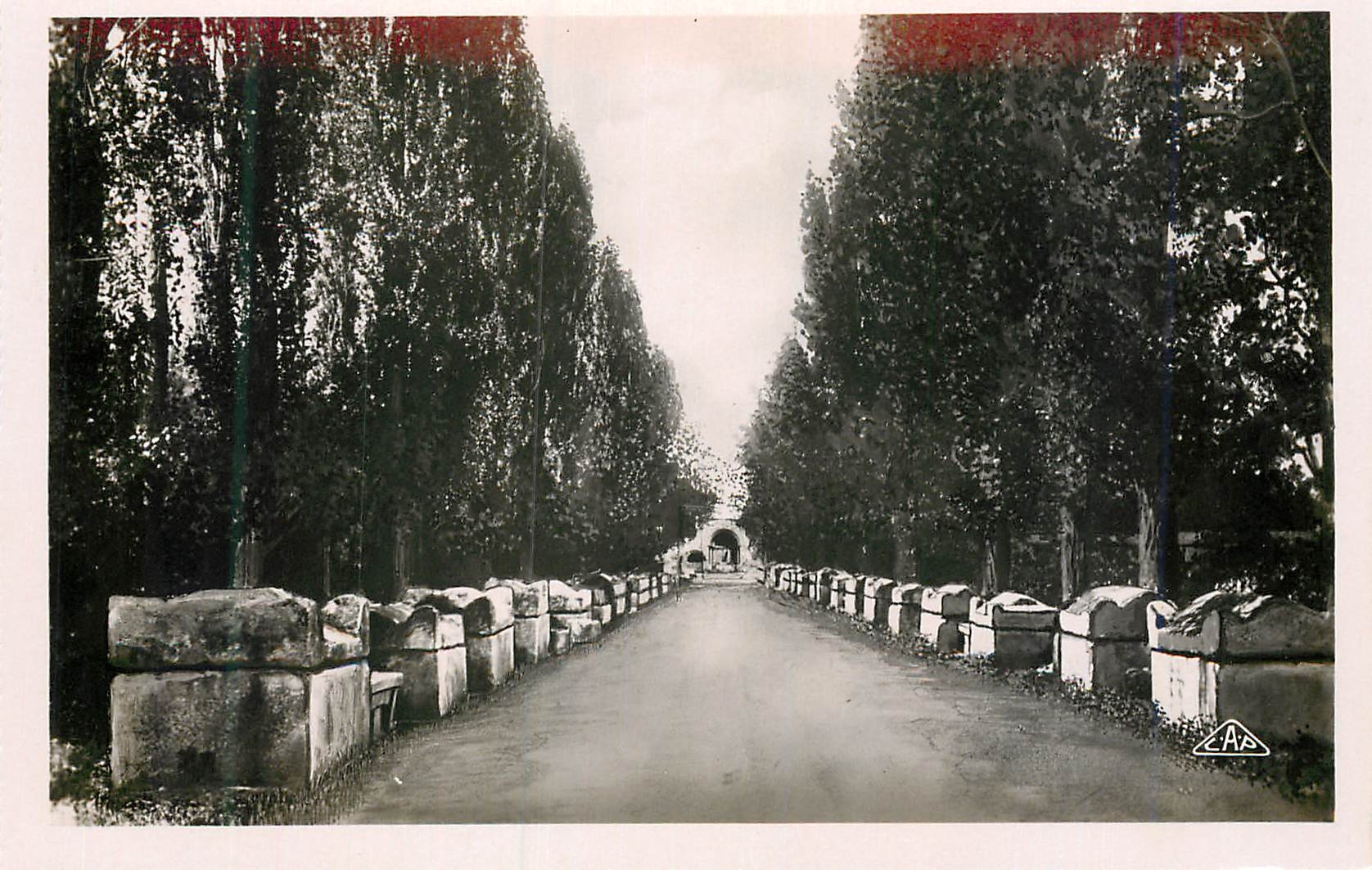 CPM Arles Les Aliscamps Allee des Tombeaux