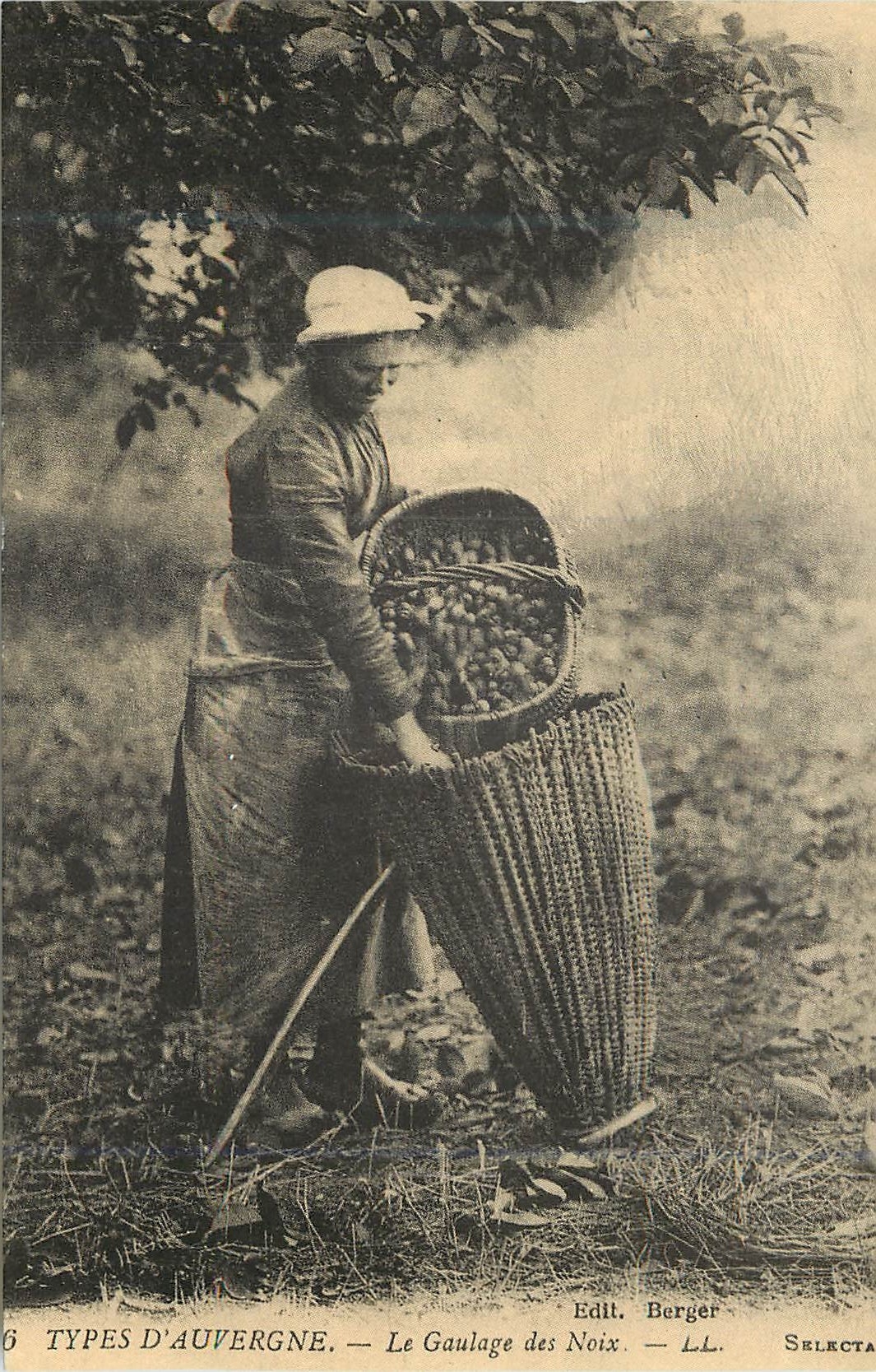 Types d'Auvergne — Le Gaulage des Noix — Edit. Berger, LL. SELECTA