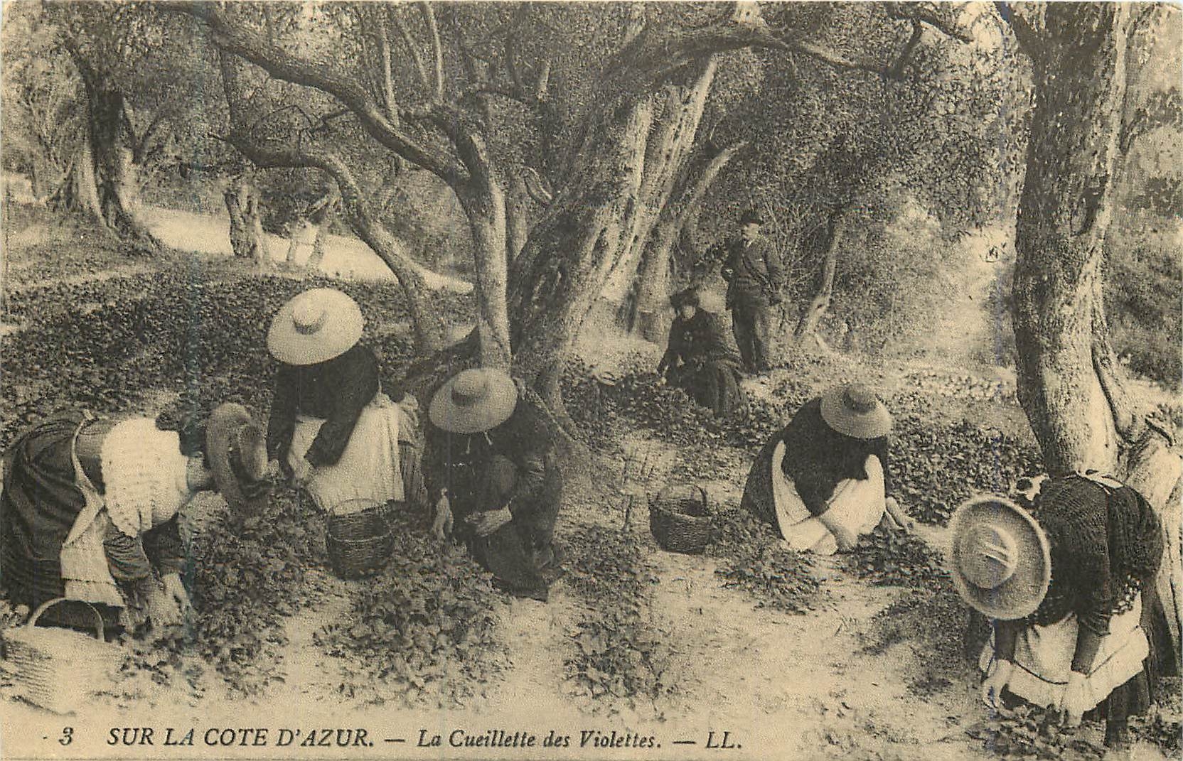 REPRO Sur La Cote d'Azur La Cueillette des Violettes