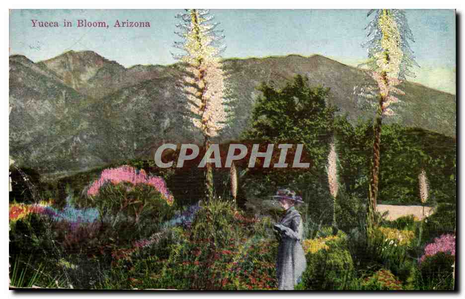 Arizona-Etas-Unis- Yucca in Bloom CPA