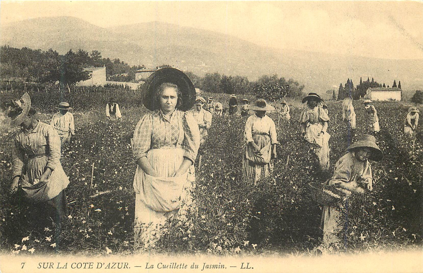 REPRO 7 sur la cote d azur la cueillette du jasmin