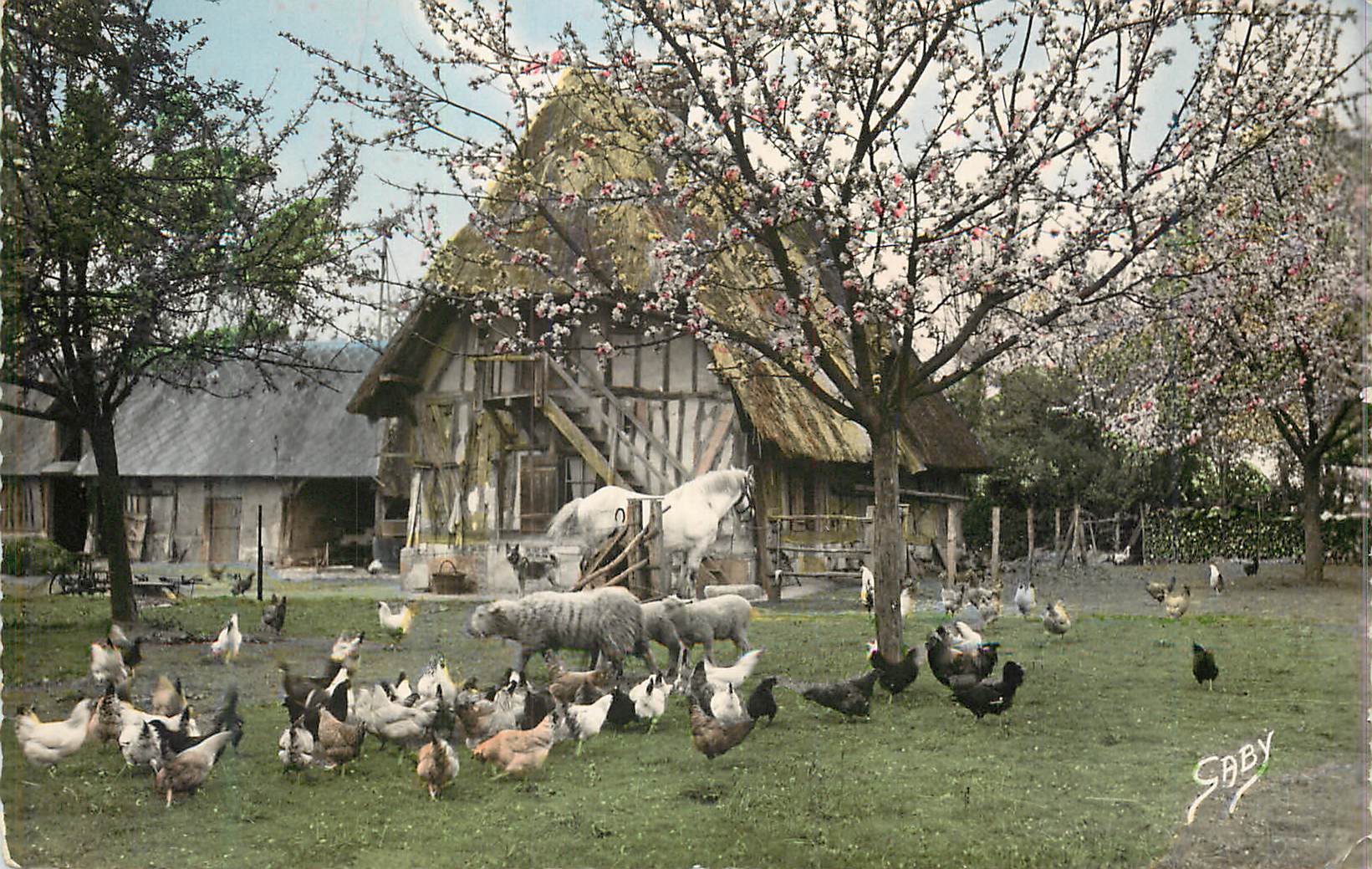 CPM La normandie reunion matinale Moutons Cheval Poules