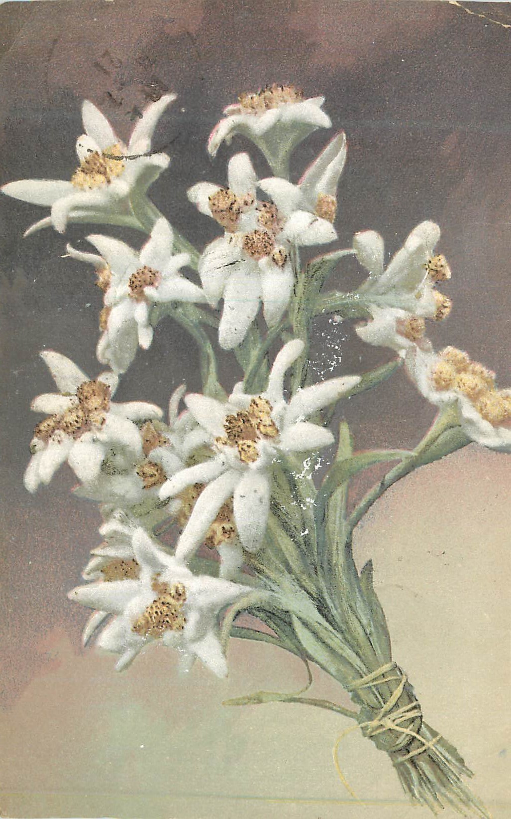CPA Fleurs