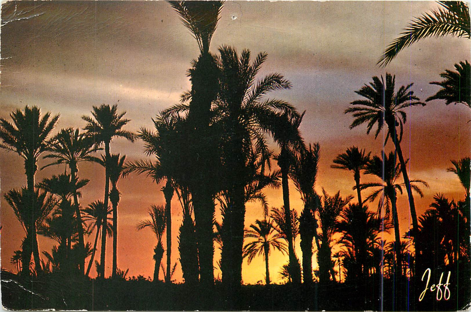 CPM Pittoresque Afrique du Nord Coucher de Soleil sur la Palmeraie