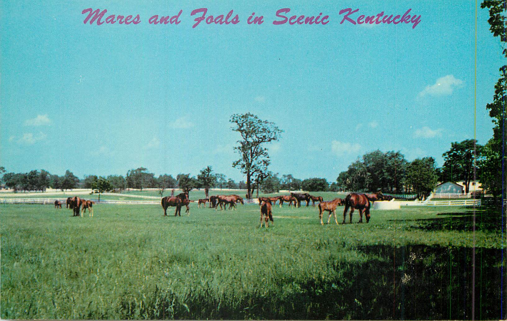 CPM Mares and Foals In Beautiful Kentucky