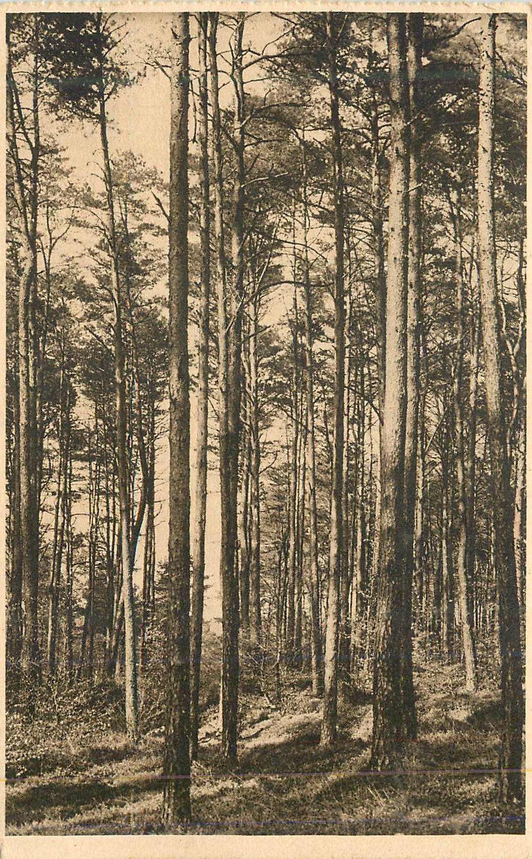 CPA Fortet d'Andaine (3985 Hectares)