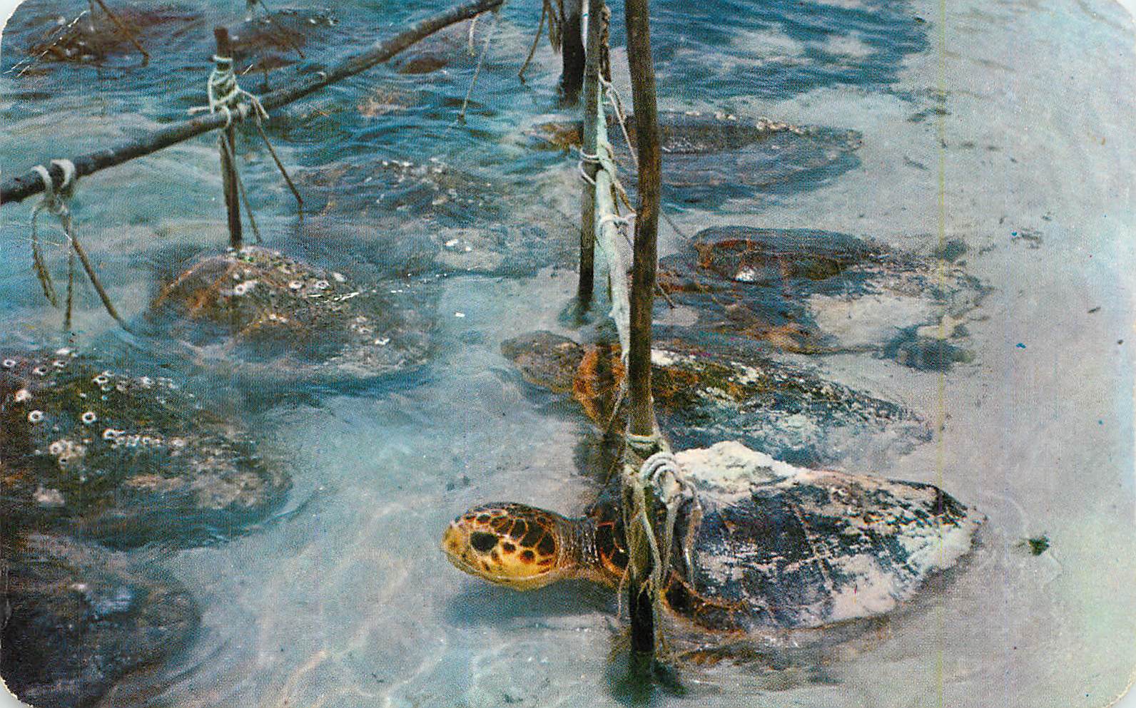 CPM Tortoises in the Beach Isla Mujeres Q Roo Mex Tortue