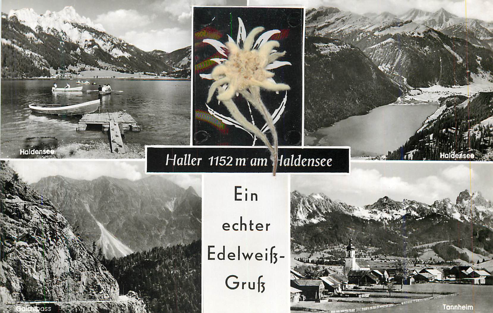 CPM Haller 1152m am Haldensee Ein Echter Edelweiss Gruss
