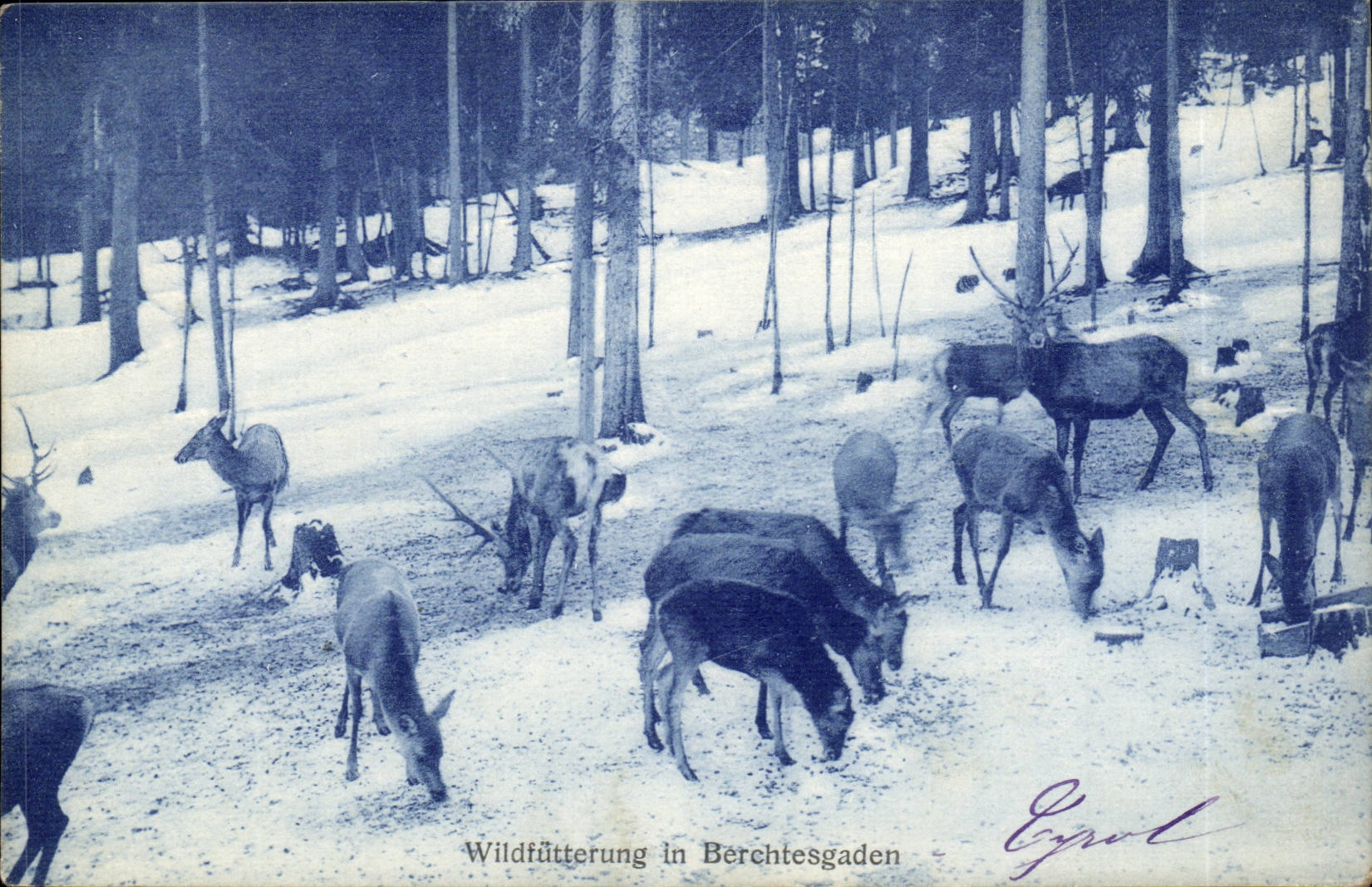 CPA Suisse Wildfutterung in Berchtesgden (cerfs et biches )