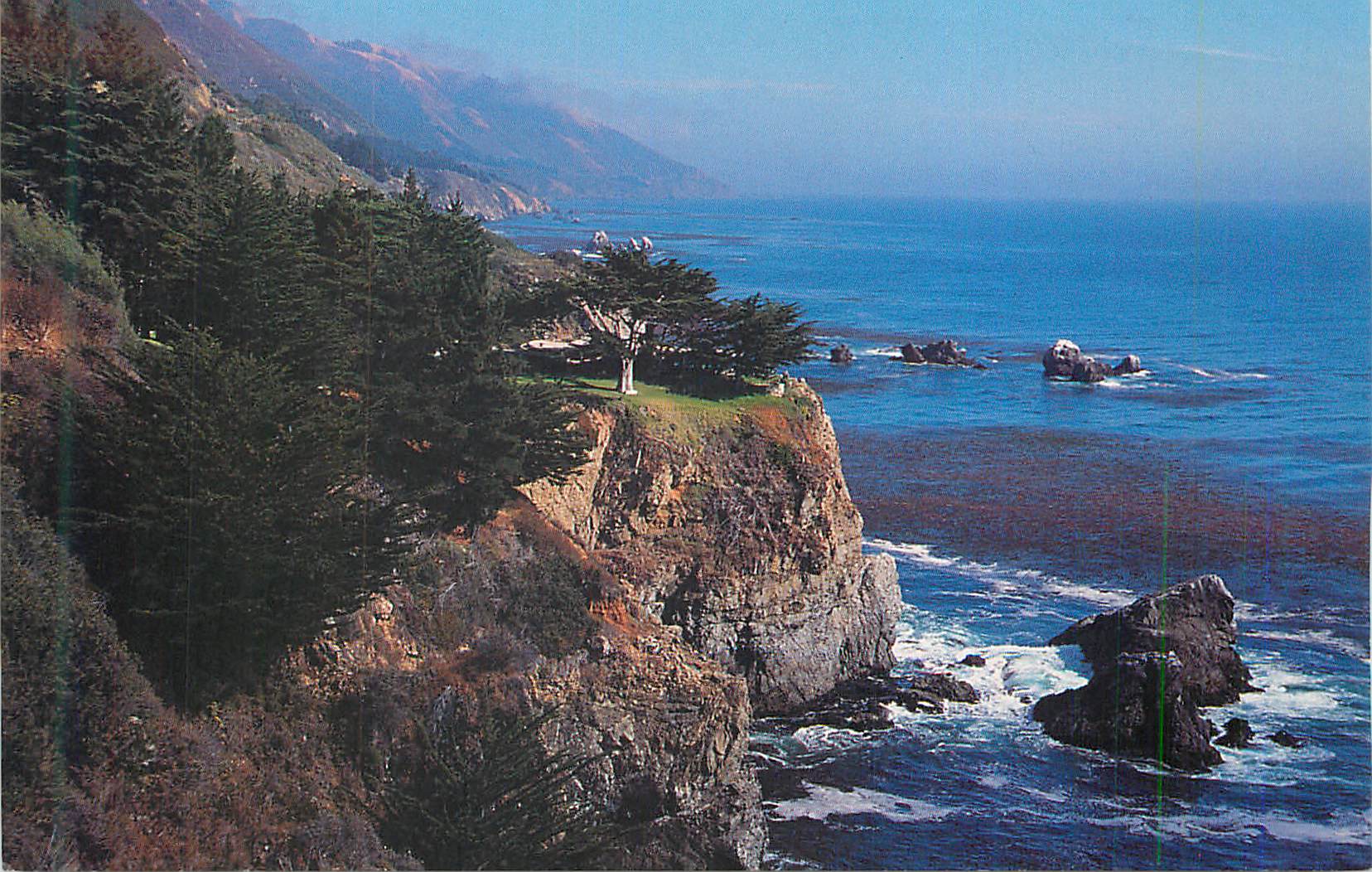 CPM Pacific Serenity Monterey Cypress Overlooking the Pacific Ocean and Its Kelp Beds