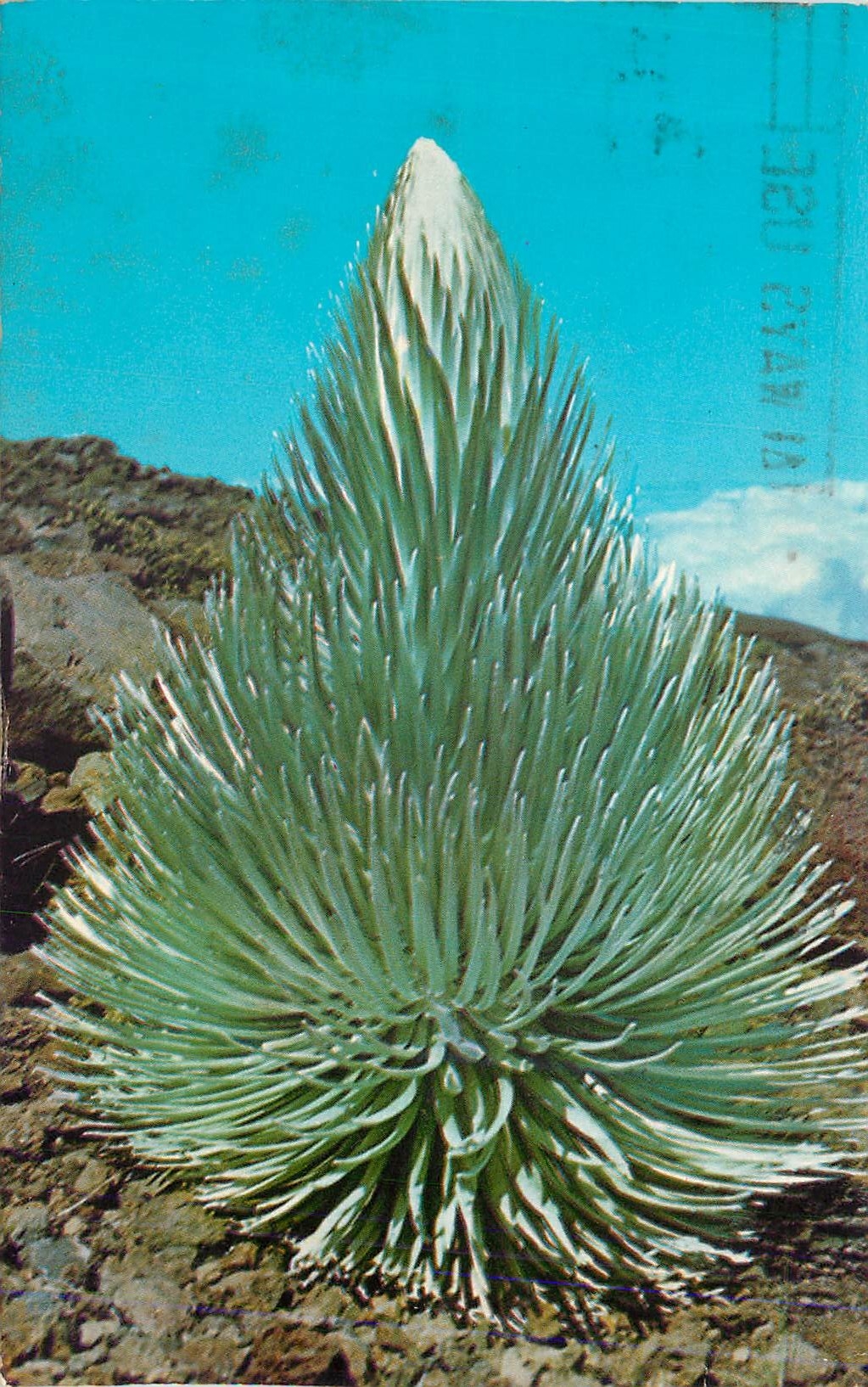 CPM After Growing for 7 to 40 Years the Haleakala Silversword Sends