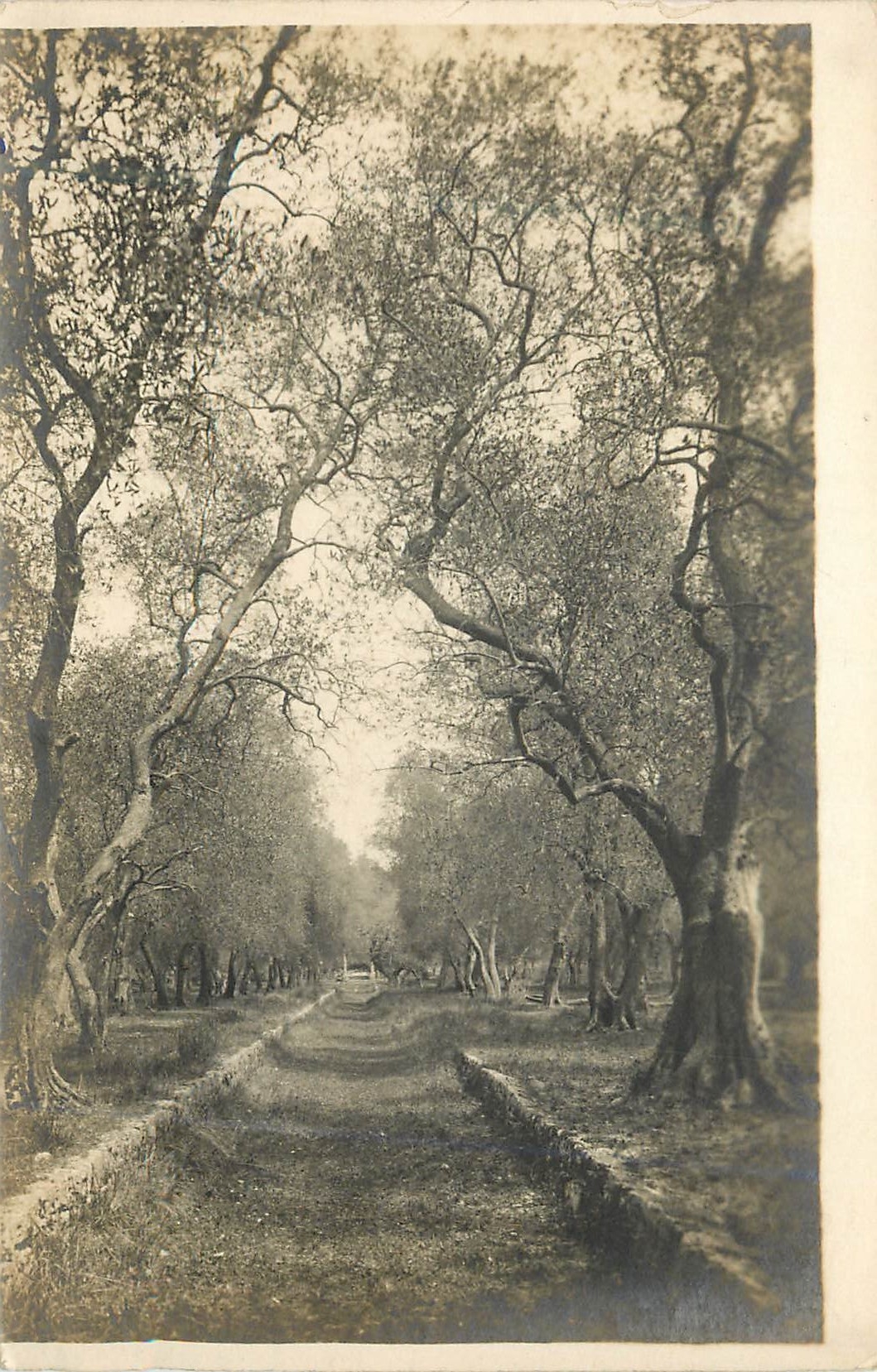 CARTE PHOTO Alpes Maritimes