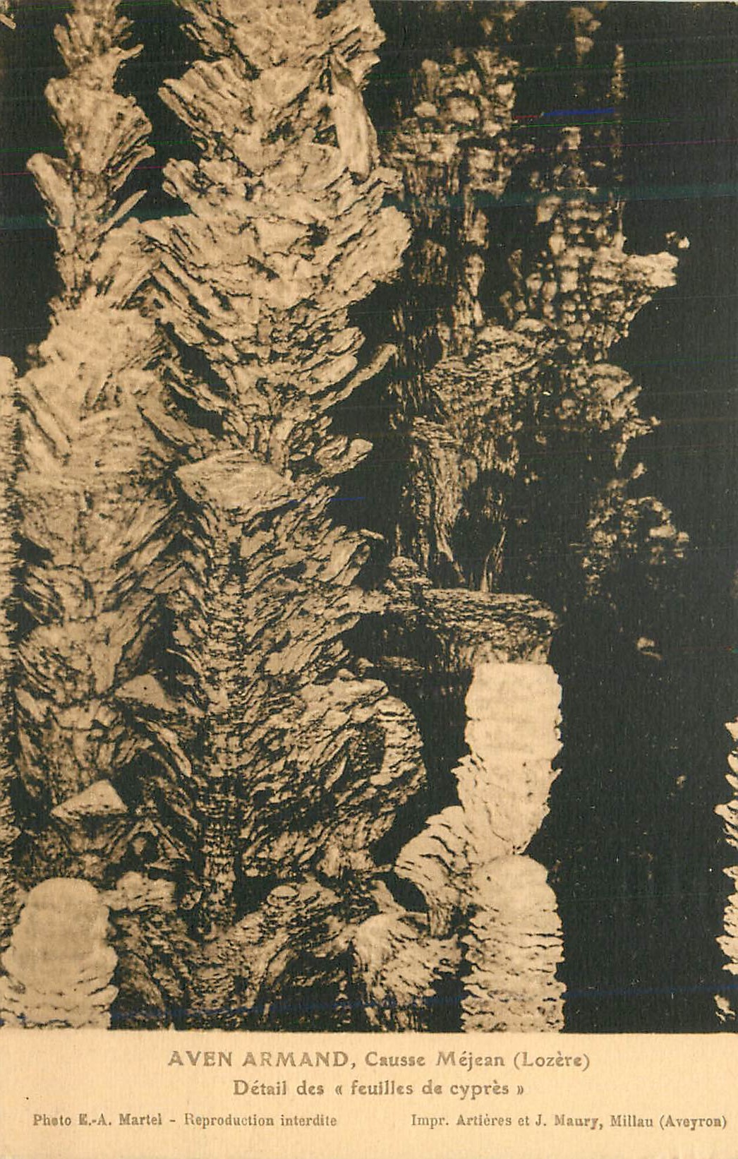 CPA Aven Armand Cause Mejean (Lozere) Detail des Feuilles de Cypres