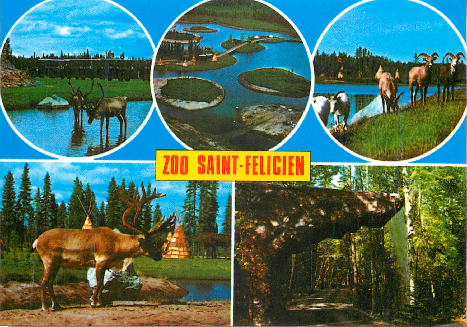 CPM St Felicien Que Parc des Sentiers de la Nature Jardin Zoologique