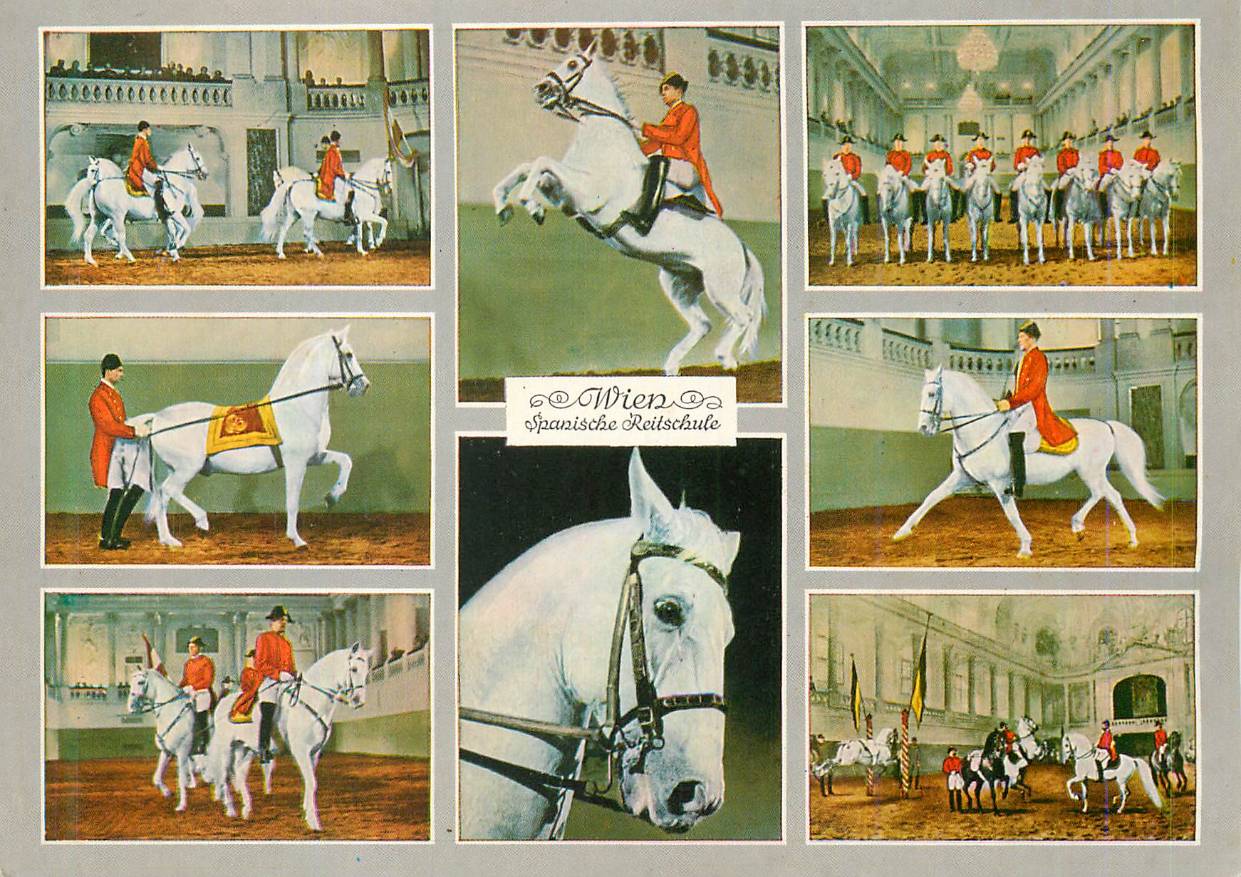 CPM Vienne Ecole d'Equitation Espagnole Chevaux