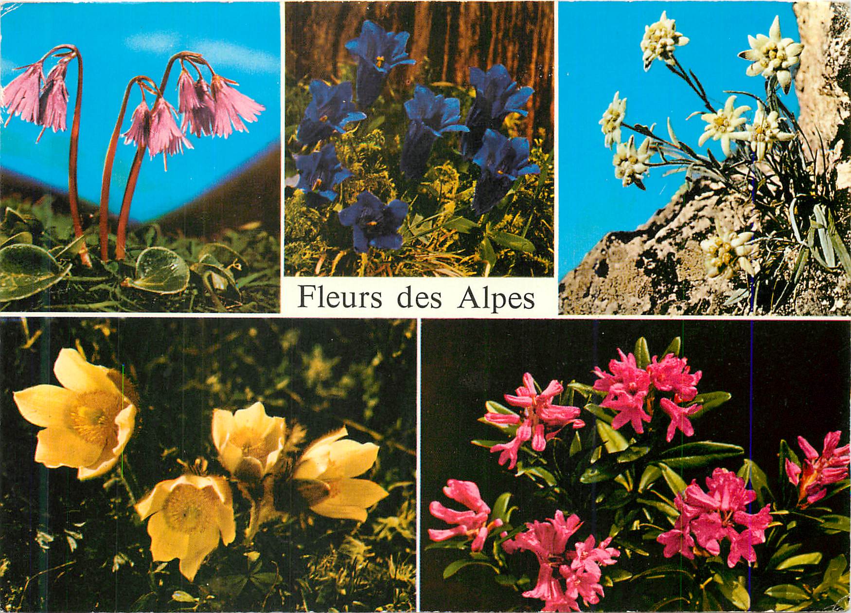 CPM Fleurs des Alpes
