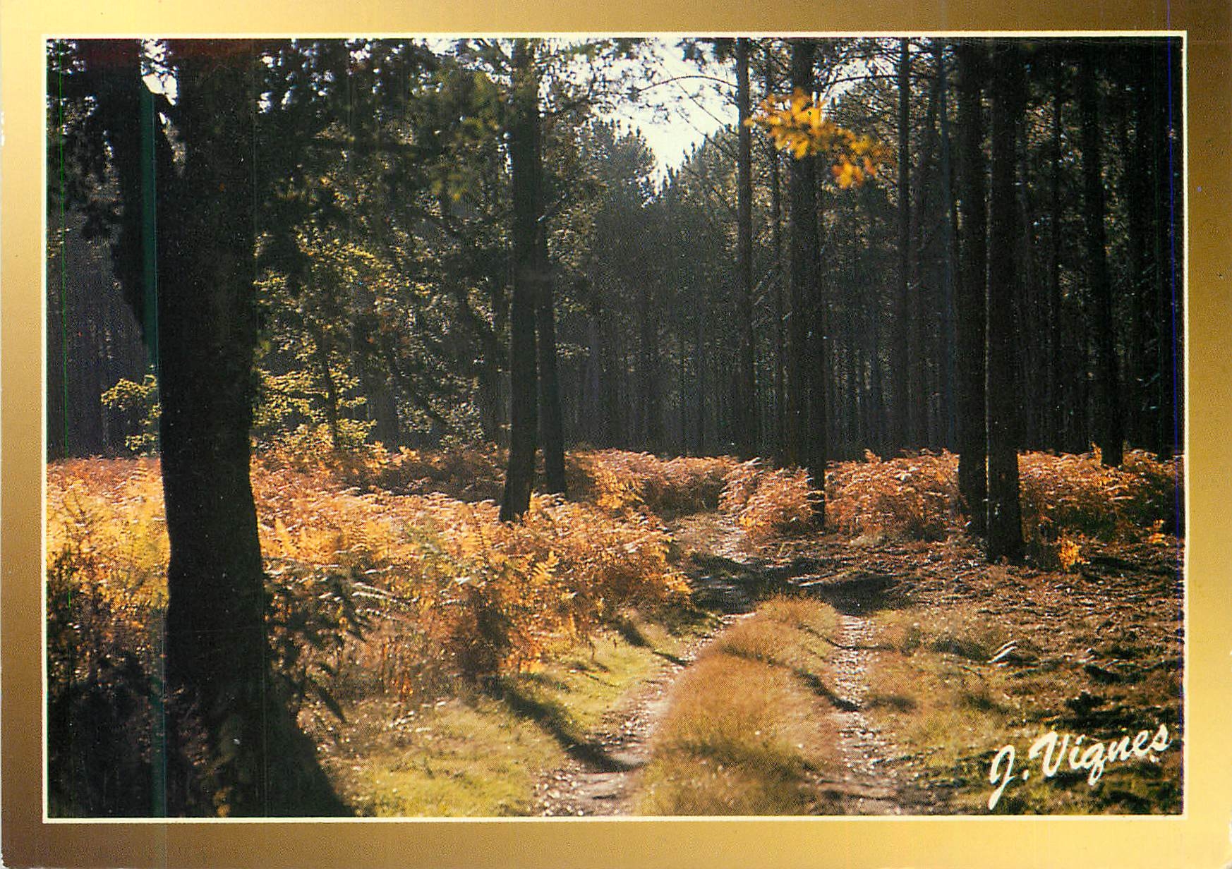 CPM Visages des Landes Contre Jour en Foret