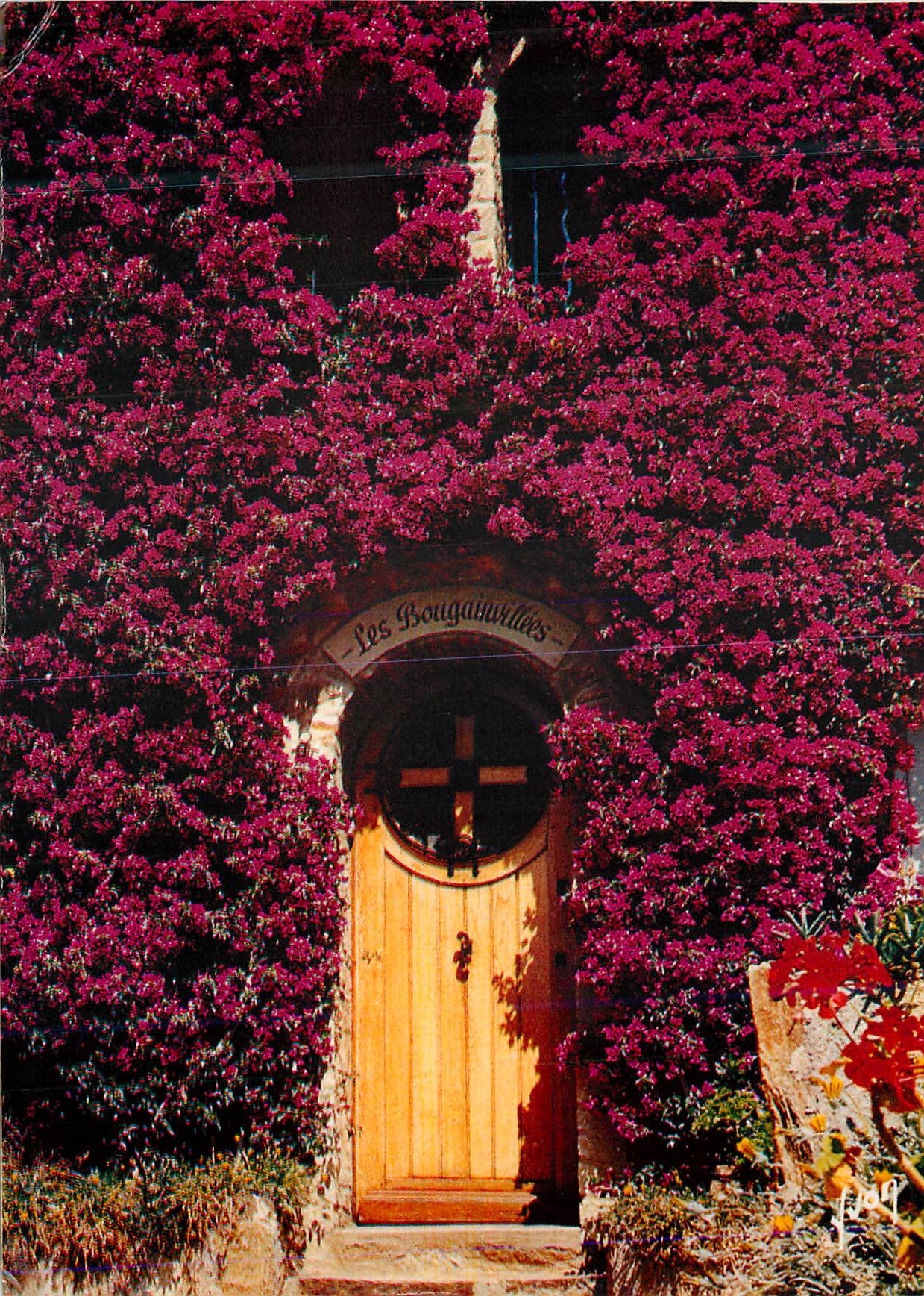 CPM La Cote d Azur miracle de la nature Les Bougainvillees en fleurs 