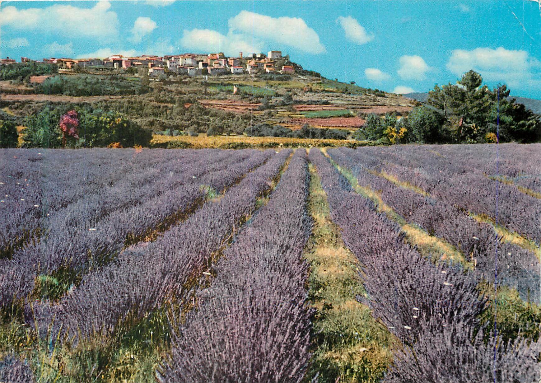 CPM La Provence et ses champs de Lavande 