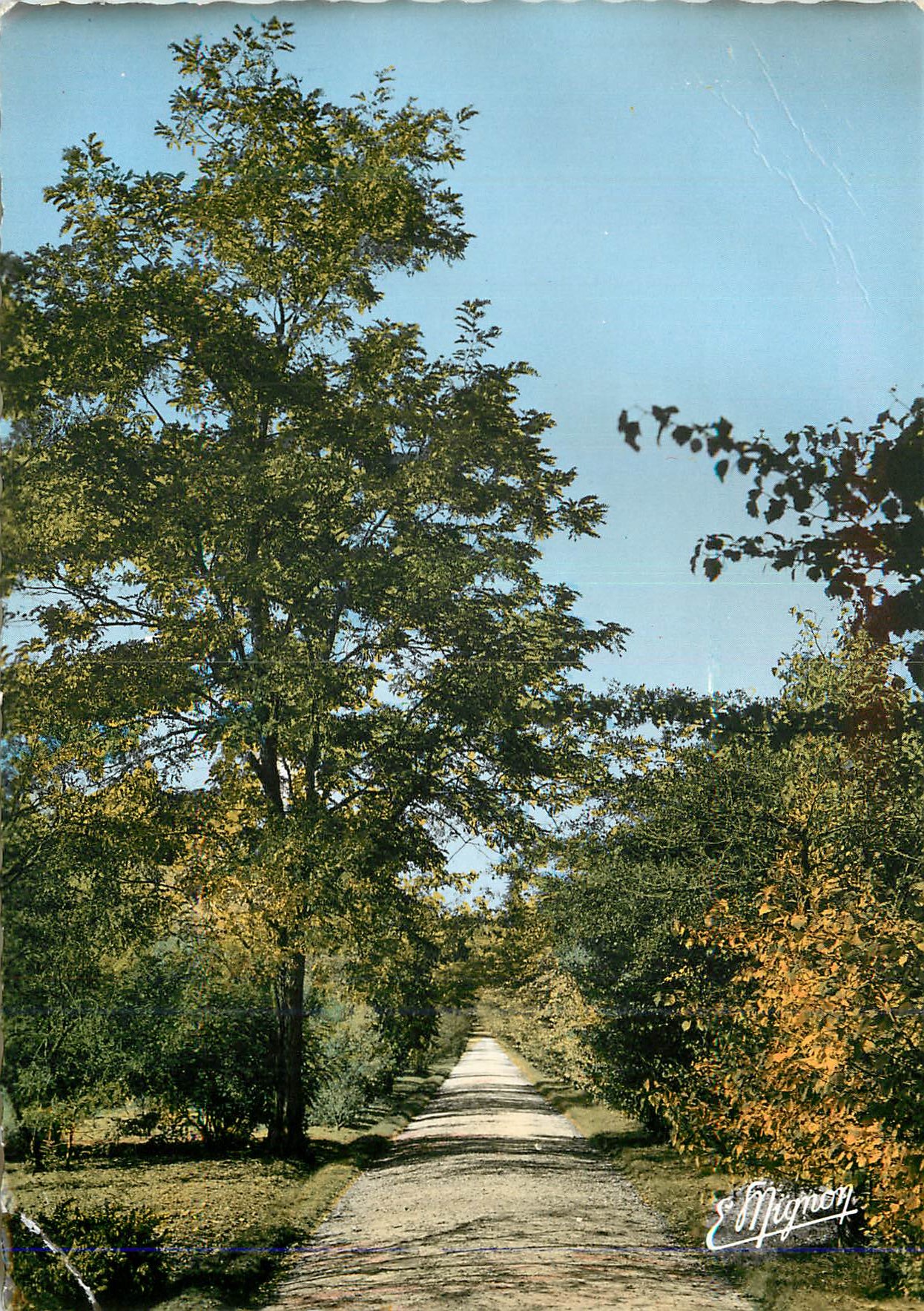 CPM Nogent sur Vernisson Loiret Domaine des Barres Une Allee du Fruticetum 