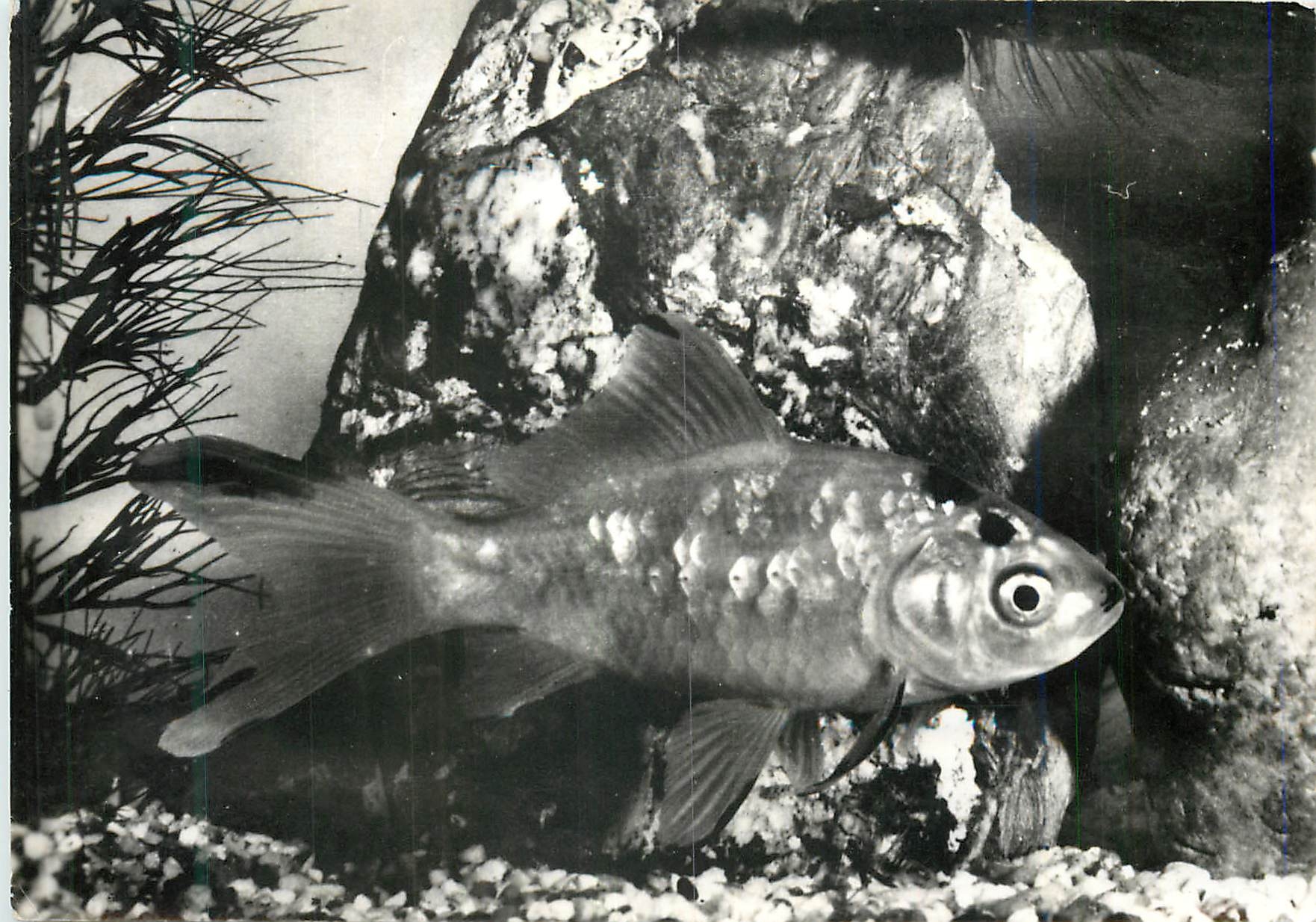 CPM Proteosulfan proteolysat soufre aspirine enrobee poisson rouge 